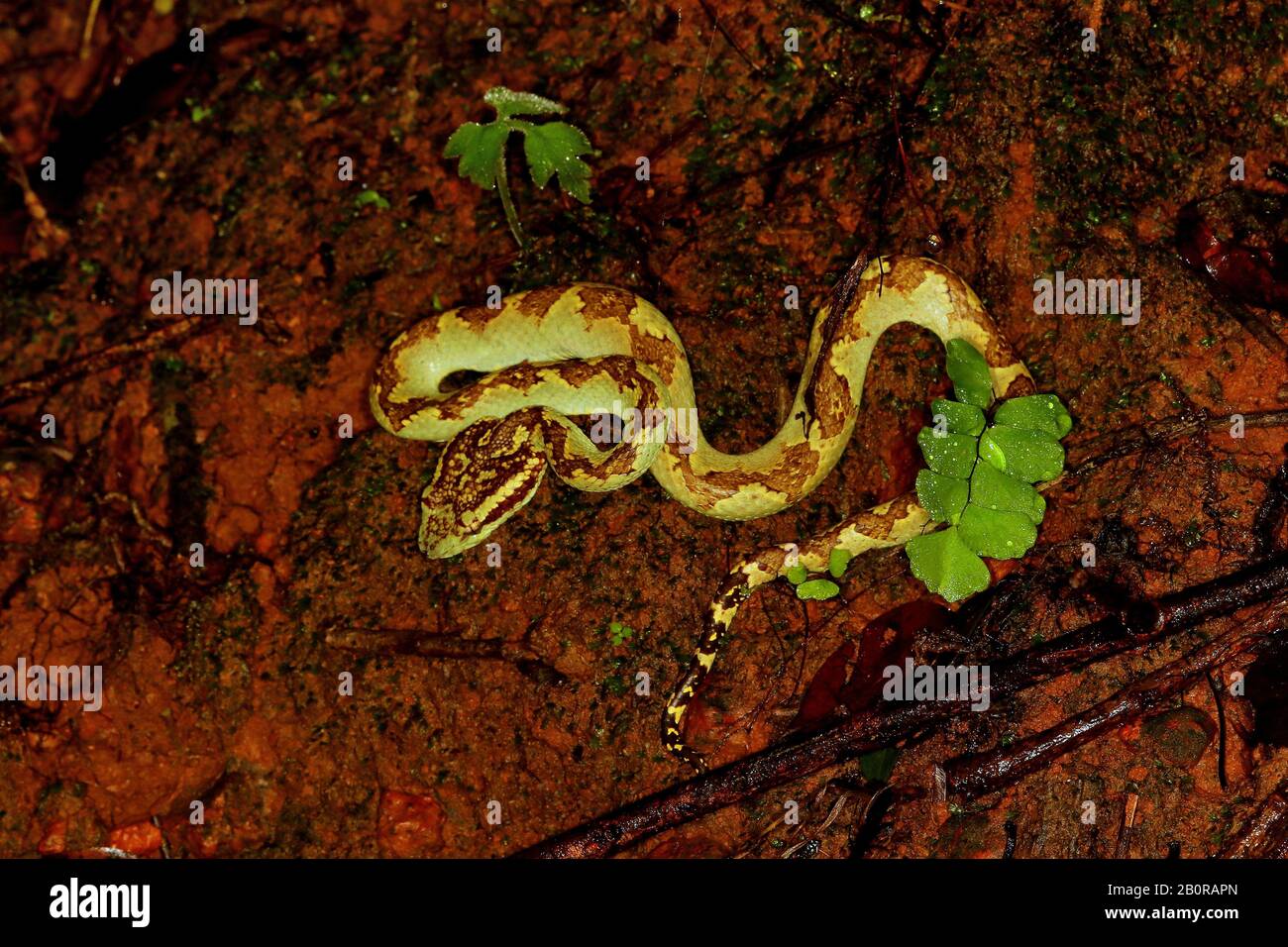 Malabar Pit Viper, Morph Verde, Trimeresurus Malabaricus, Amboli Maharashtra, India Foto Stock