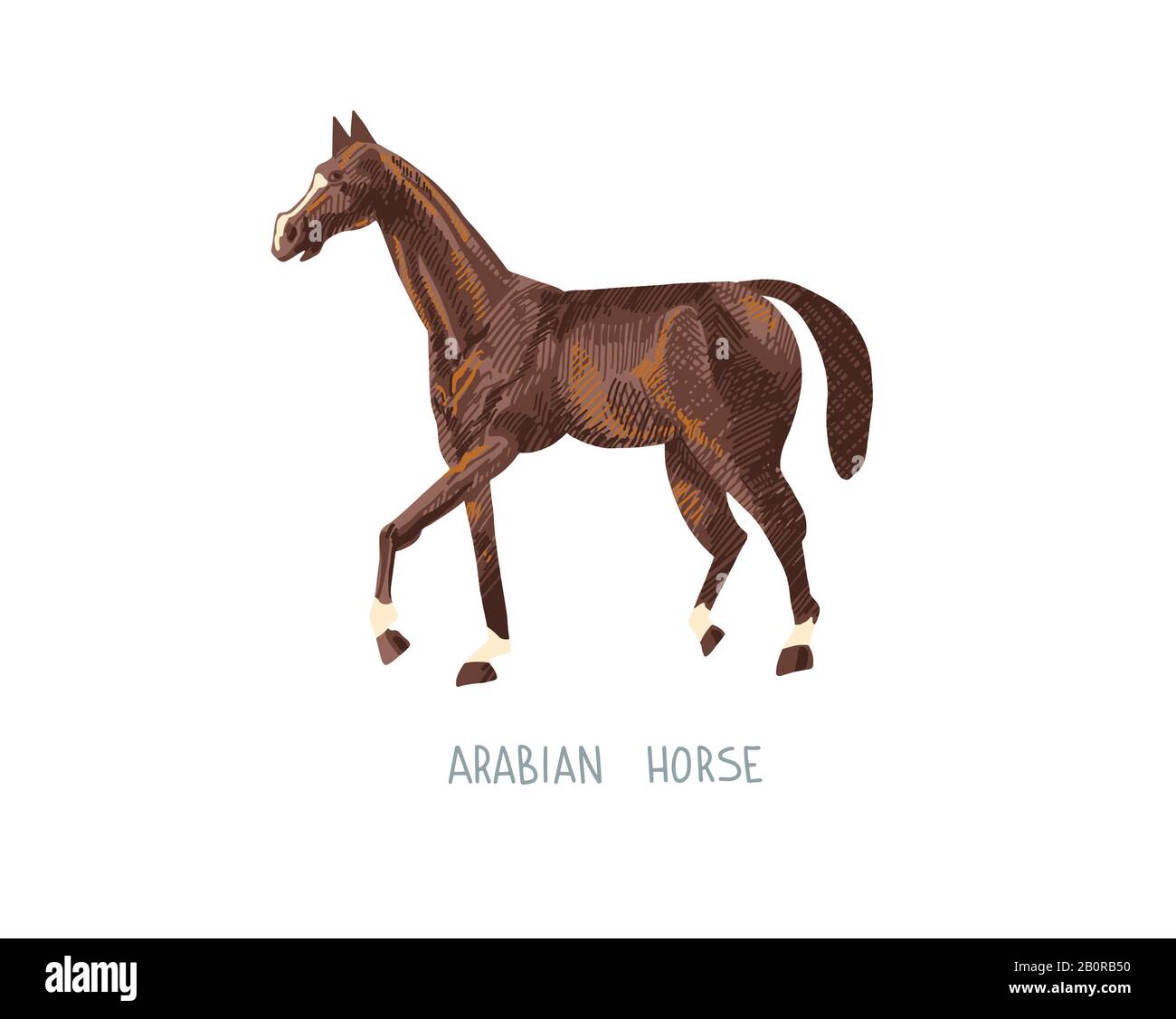 disegno a mano di cavallo arabo illustrazione vettoriale dello schizzo Illustrazione Vettoriale