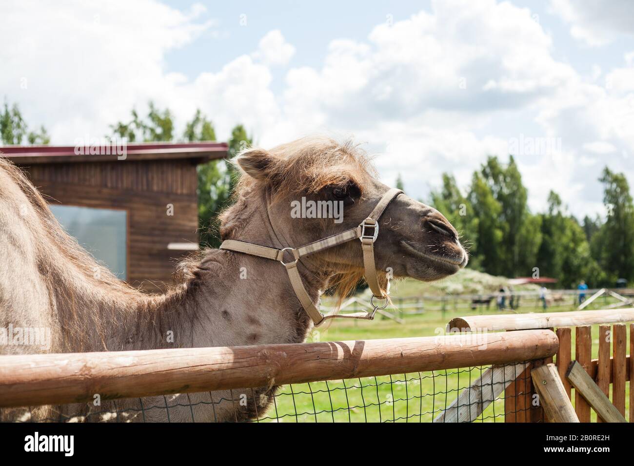 cammello in bio-casa zoo in natura Foto Stock