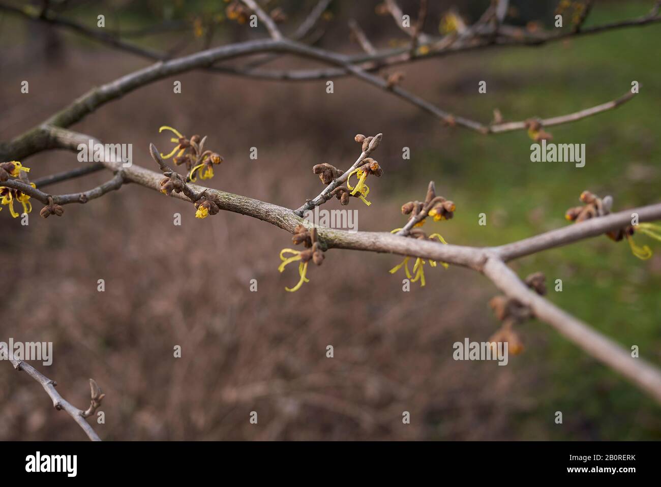 Hamamelis virginiana in fiore Foto Stock