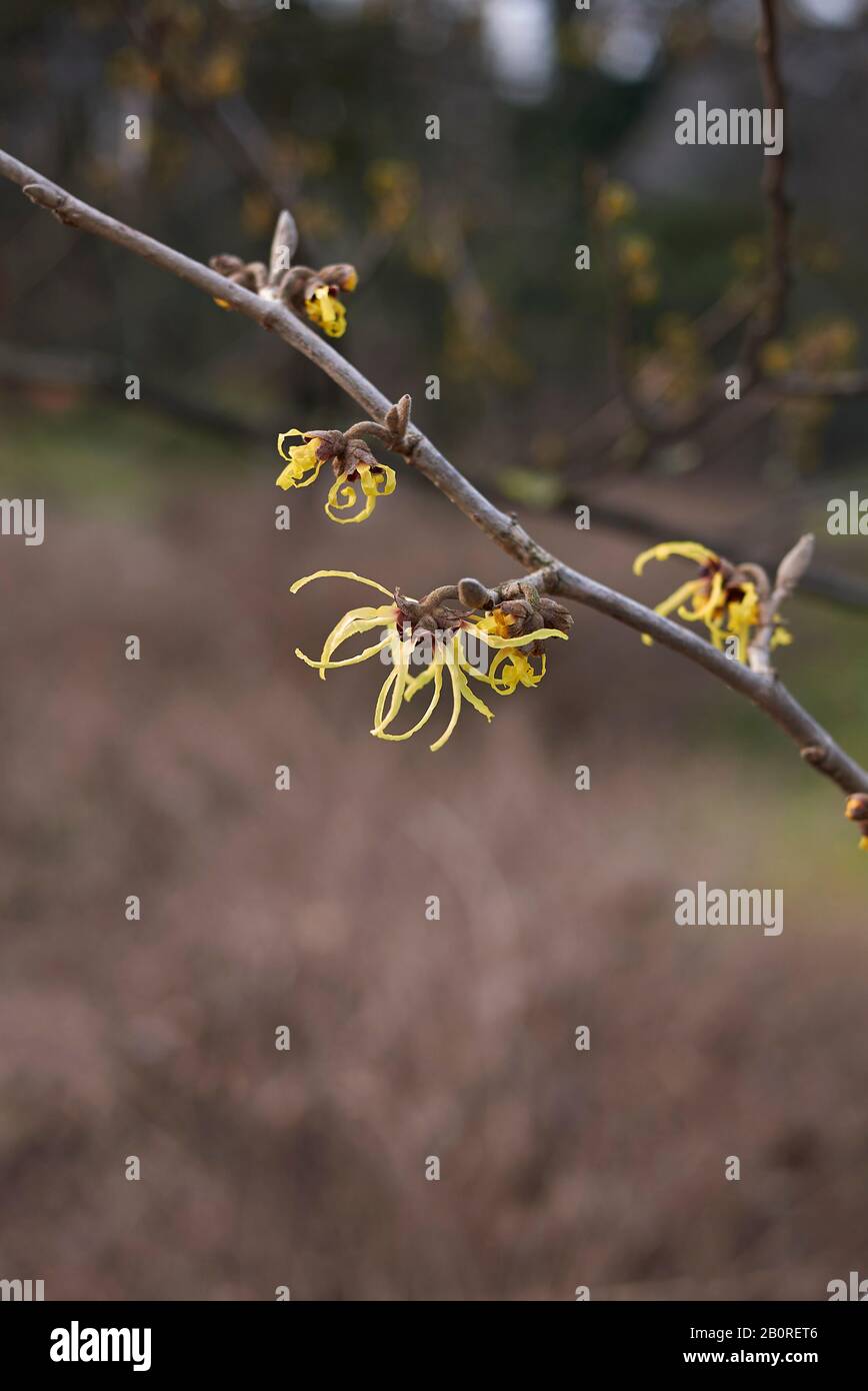Hamamelis virginiana in fiore Foto Stock