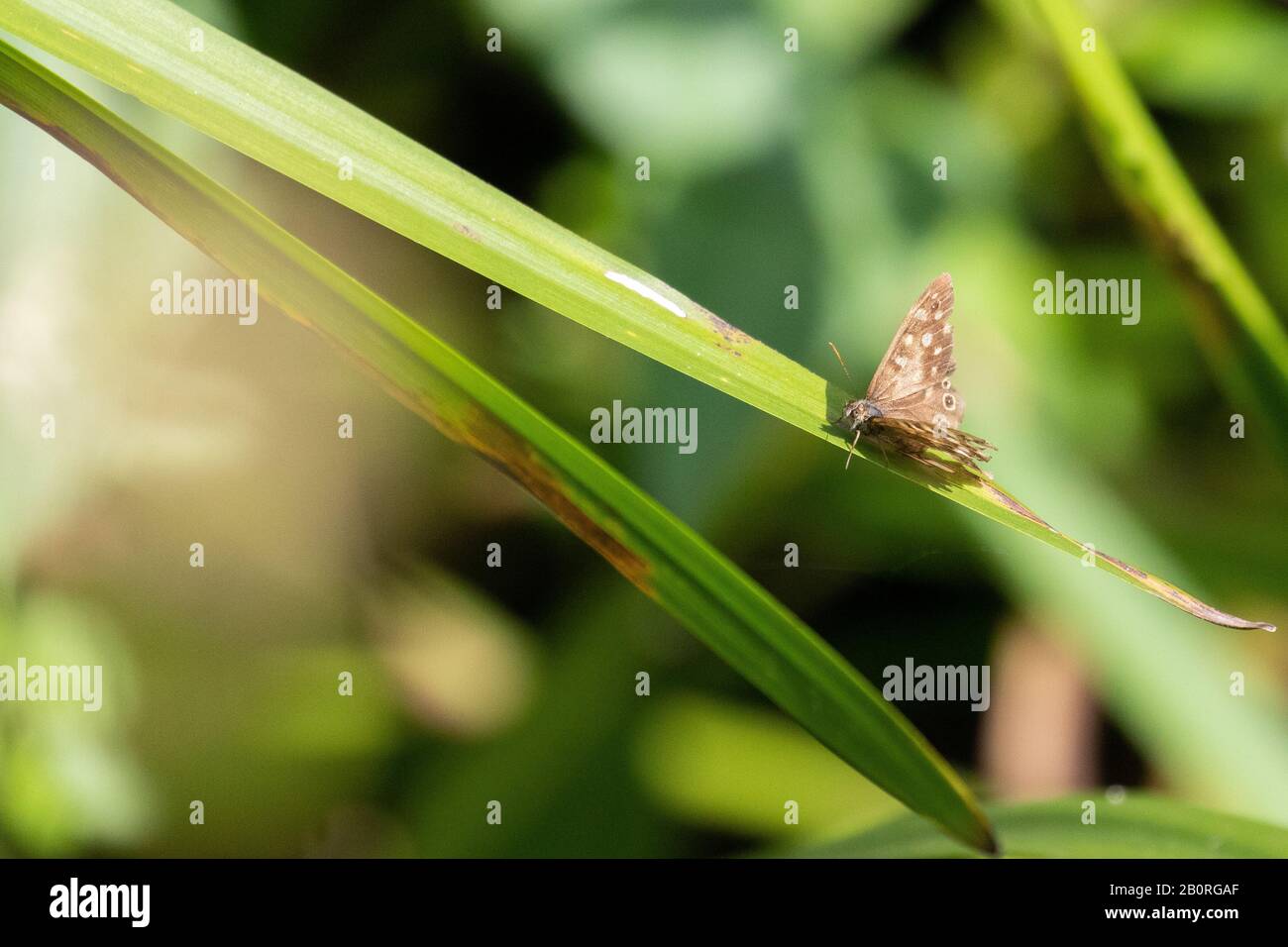 Una delicata farfalla di legno a macchie seduta su una foglia verde brillante al sole Foto Stock