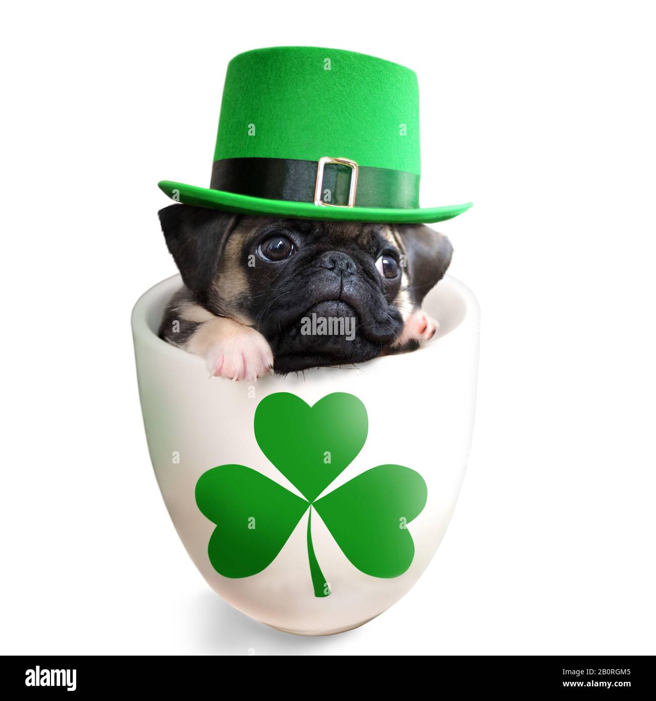 Puppy cane PUG all'interno di un mug indossando un cappello leprechaun isolato su sfondo bianco. Concetto di tema del giorno di San Patrizio. Foto Stock