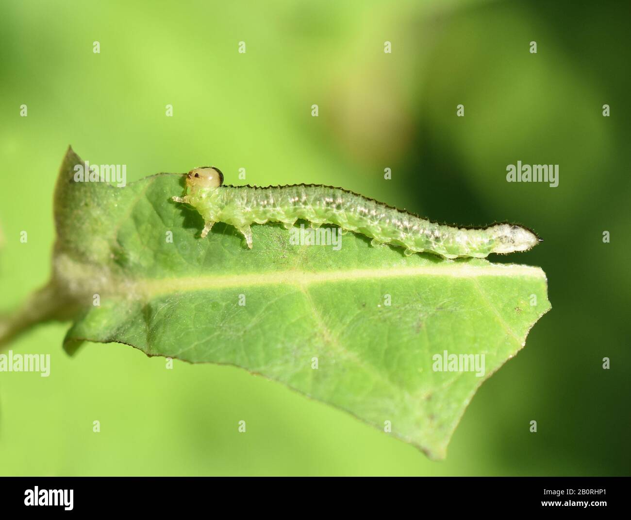 Verde Sawfly larva mangiare su foglia di caprifoglio Foto Stock