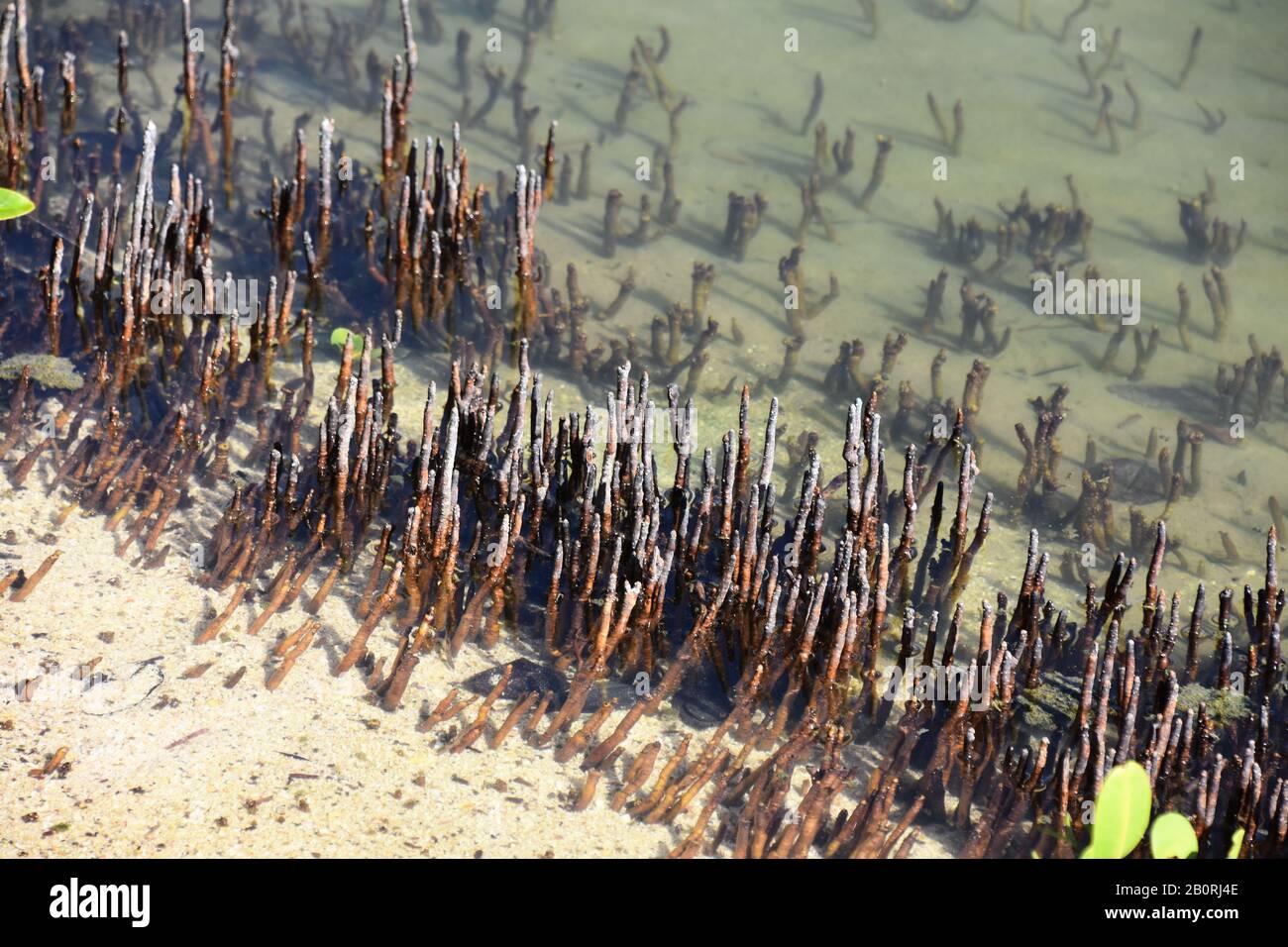 Mangrovie nere Avicennia germinans Pneumatophores Foto Stock