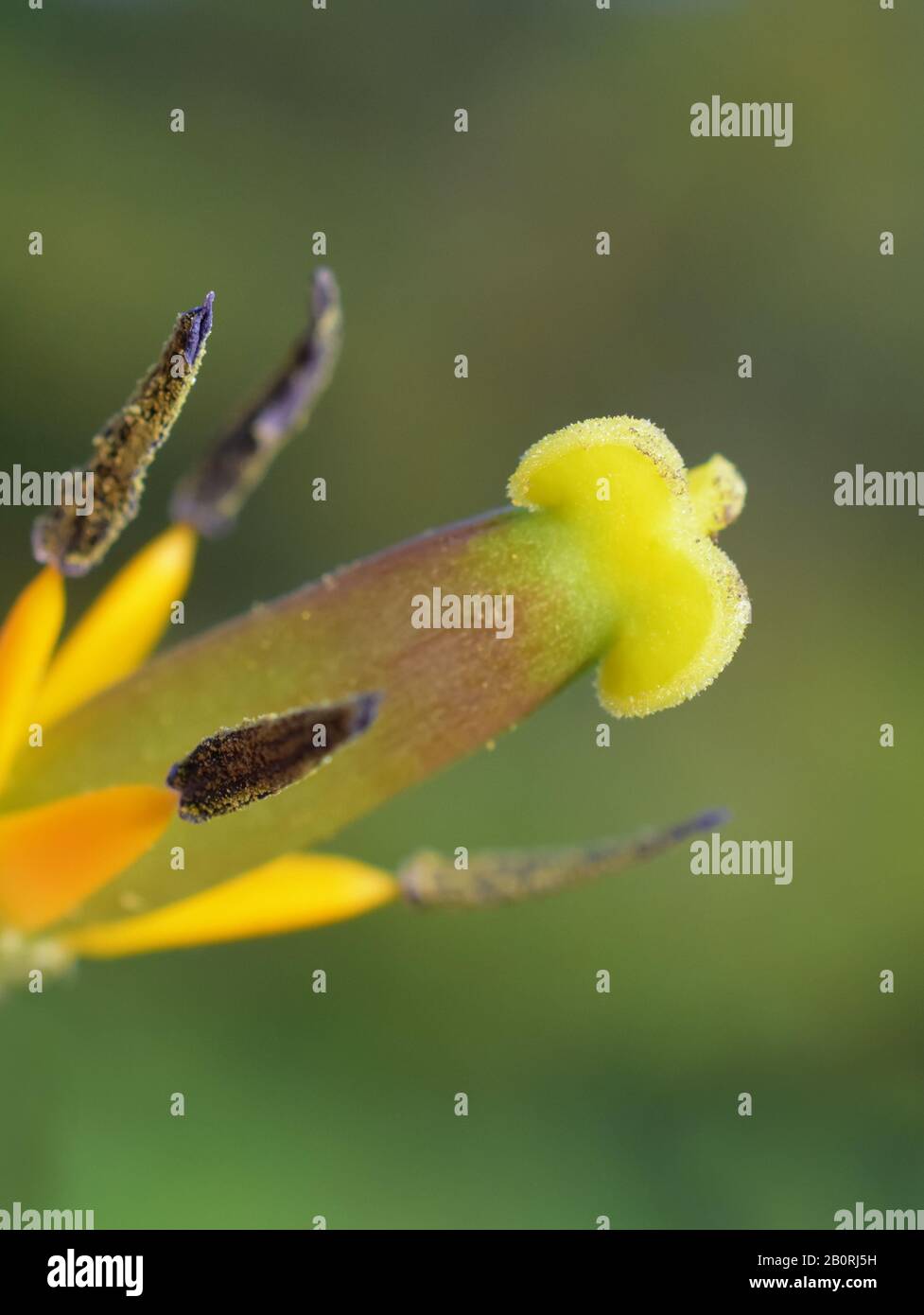 Closeup estremo su un tulipano stigma pistil e STAMEN Foto Stock