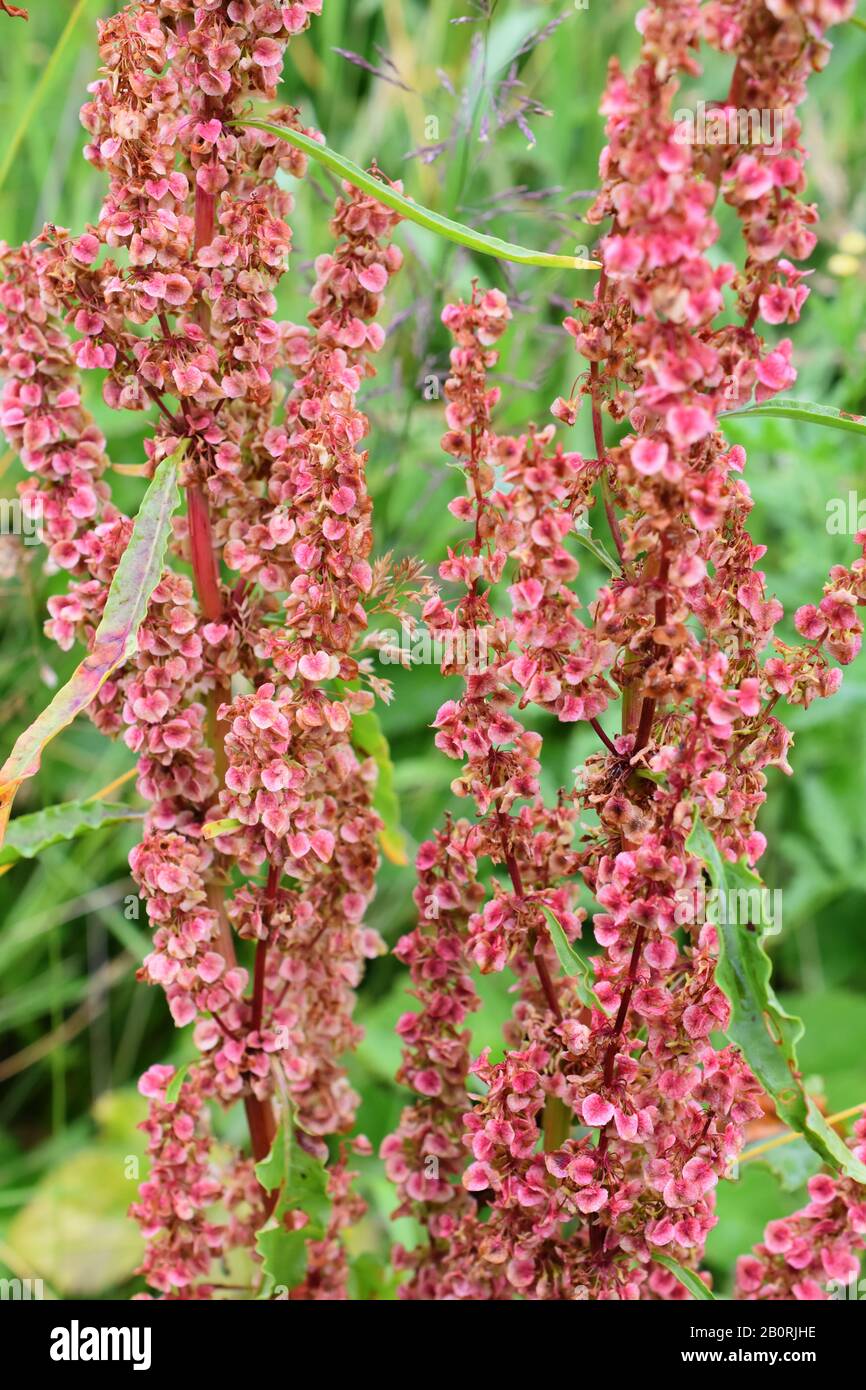 Primo piano sui semi rossi su una pianta di bacino arricciata Rumex crispus Foto Stock