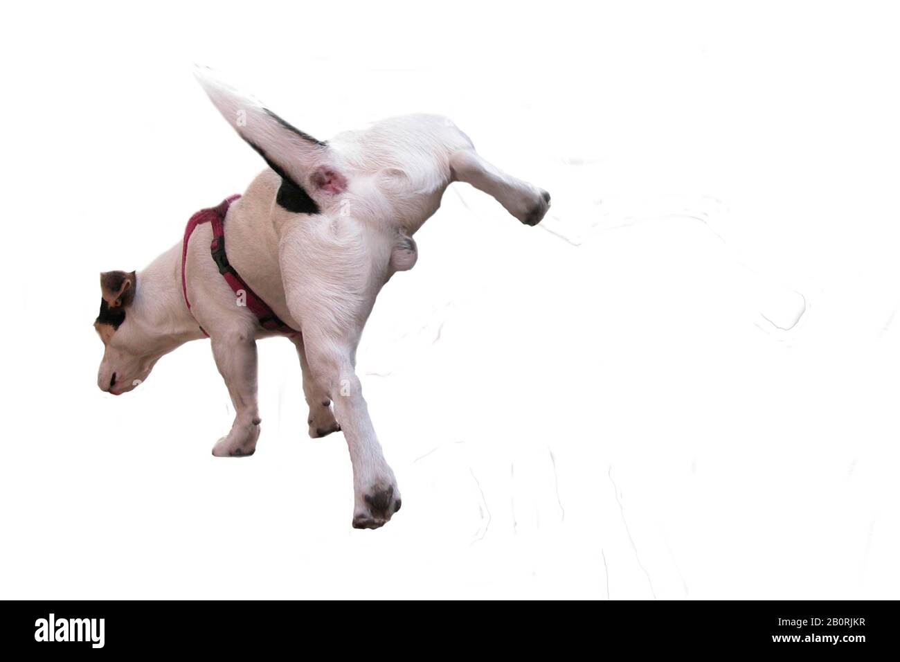 Jack Russell piscing, fuori servizio, Berlino, Germania Foto Stock