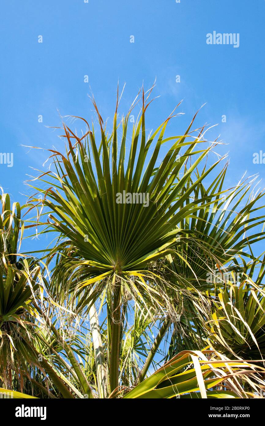 Washingtonia palme fronds lascia contro un cielo blu a Cipro. Foto Stock