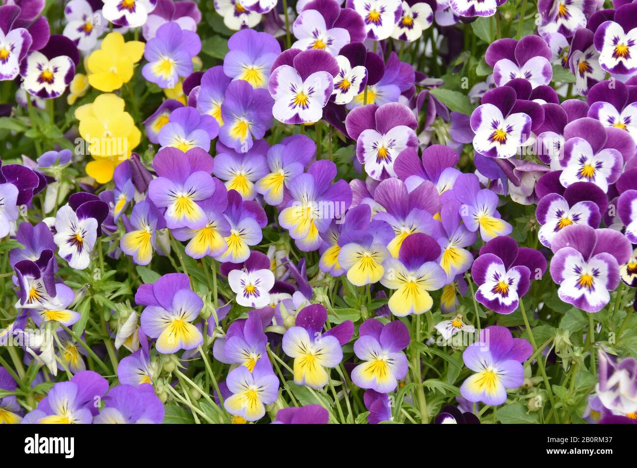 Grande gruppo di pansies fioriti Viola tricolore in molti colori diversi Foto Stock