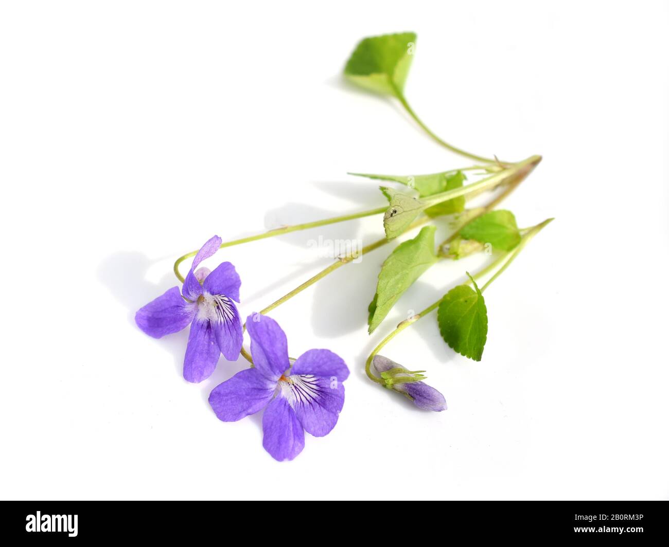 Chiedo Viola Viola mirabilis fiori isolati su sfondo bianco Foto Stock