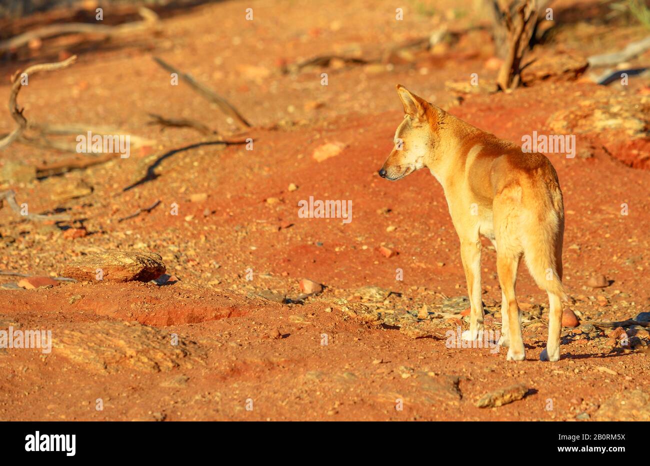 Vista posteriore di dingo, Canis dingo, Canis dingo, un cane selvatico che si trova in Australia, sulla sabbia rossa dell'entroterra australiano. Desert Park Ad Alice Foto Stock