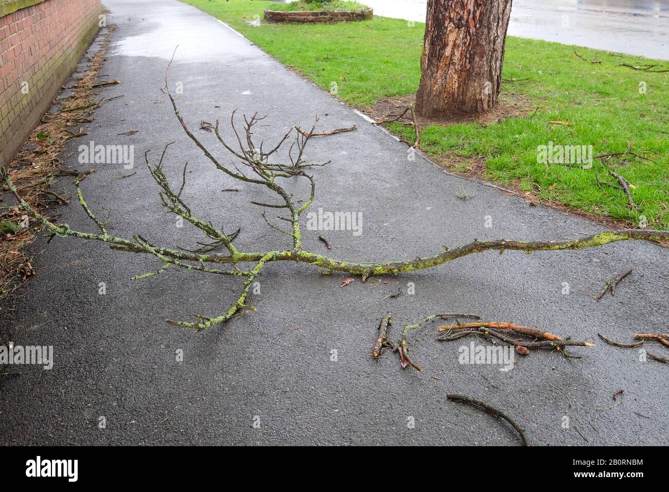 ramo di albero caduto su un percorso Foto Stock
