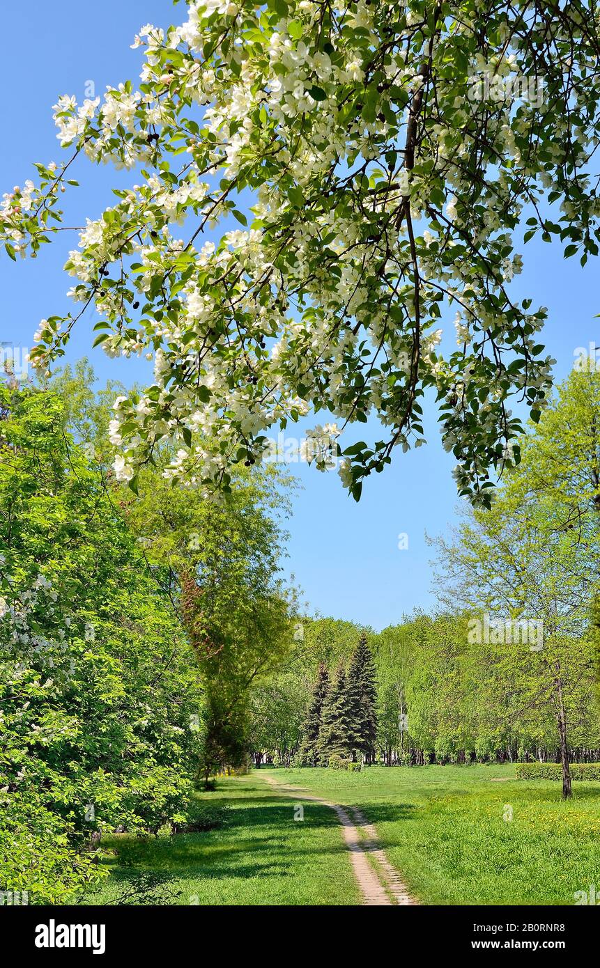 Meraviglioso paesaggio primaverile nel parco della città con alberi di mele in fiore, percorso che si estende fino alla distanza, prati verdi con dandelions, tempo soleggiato Foto Stock