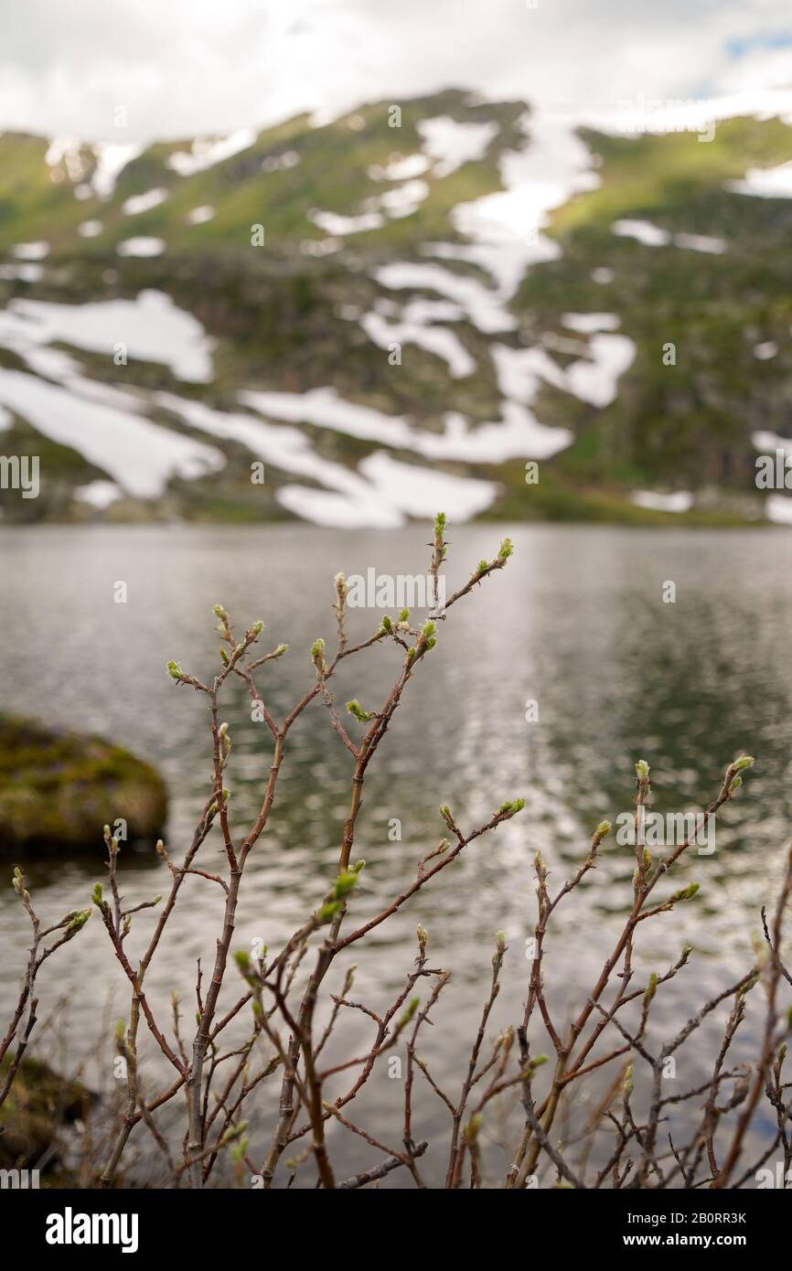 Primavera nane di montagna, lago di montagna e montagna con le banche di neve sullo sfondo Foto Stock