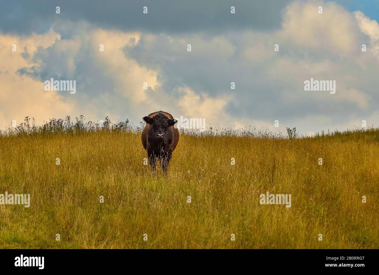 Una mucca si trova su un prato asciutto, purtroppo. Era molto curiosa, ma teneva a distanza da me. Foto Stock