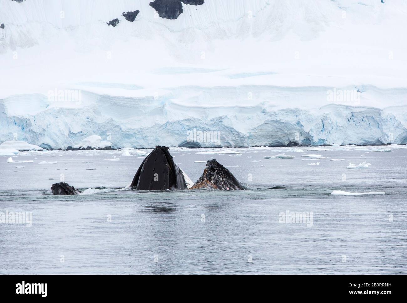 Whappback Whales, Megaptera novaeangliae affondo su Krill nella baia di Fournier nell'Arcipelago Palmer, Antartide. Foto Stock