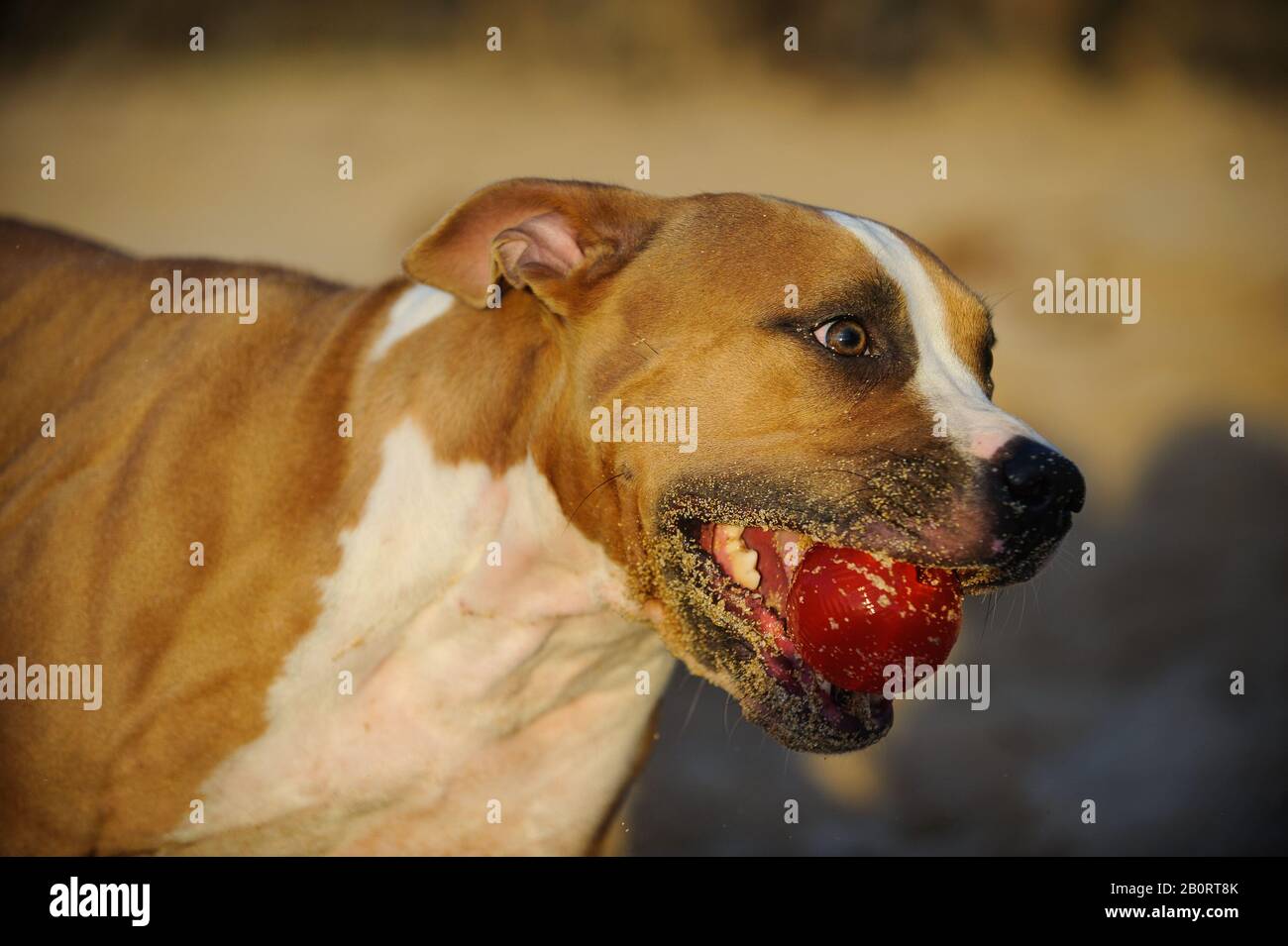 Inglese Bulldog ritratto all'aperto Foto Stock