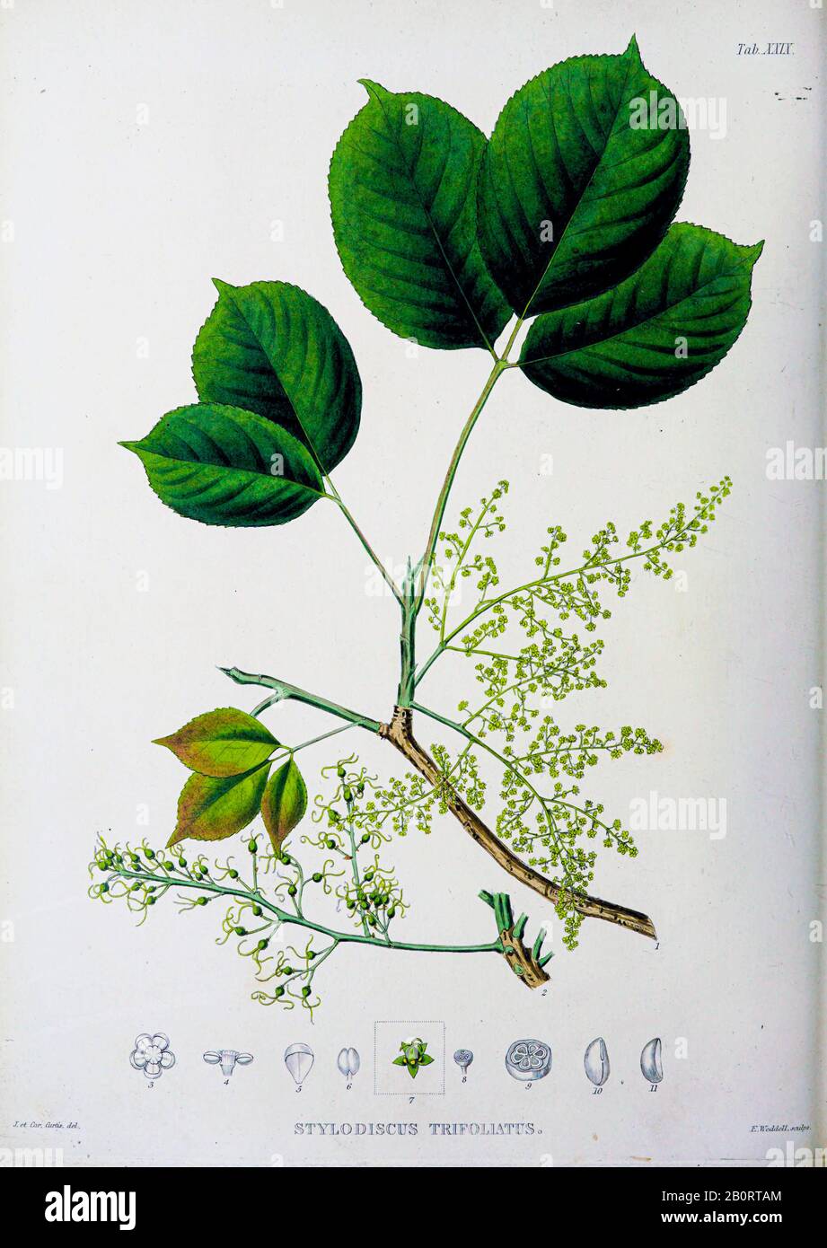 Bishop wood (Stylodiscus trifoliatus Syn Bischofia javanica) dal manoscritto del 19th secolo 'Plantae Javanicae rariores, descriptae iconibusque illu Foto Stock