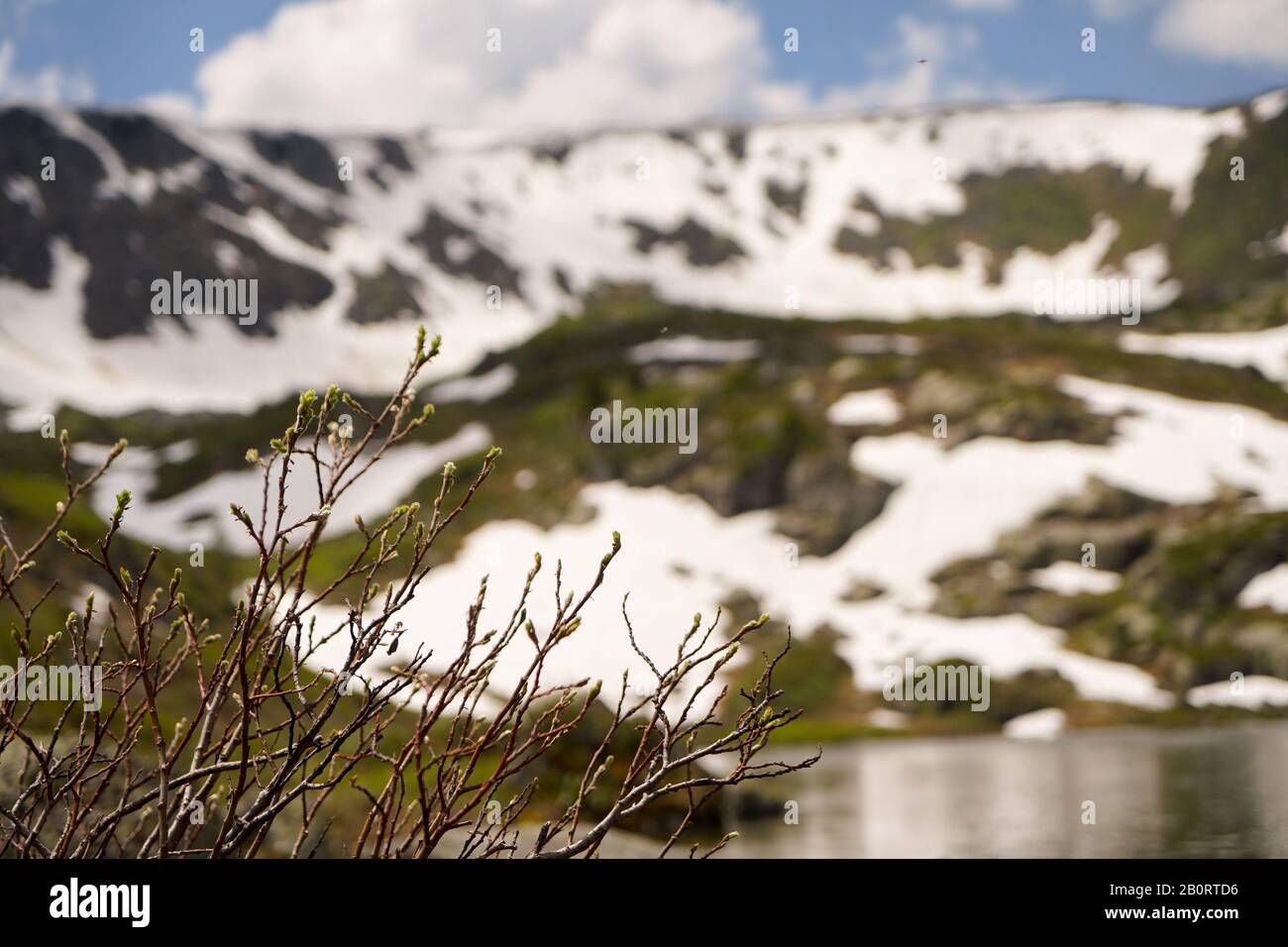 Ramoscelli primaverili di piante di montagna selvatiche, piccolo lago di montagna e montagna con le banche di neve sullo sfondo Foto Stock