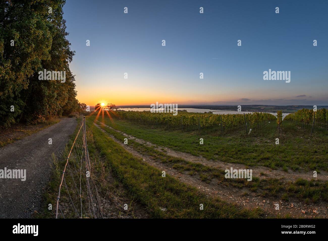 Serata drammatica con vigneto nella zona intorno a Velke Pavlovice, Moravia Sud, Repubblica Ceca con vista di Palava. Foto Stock