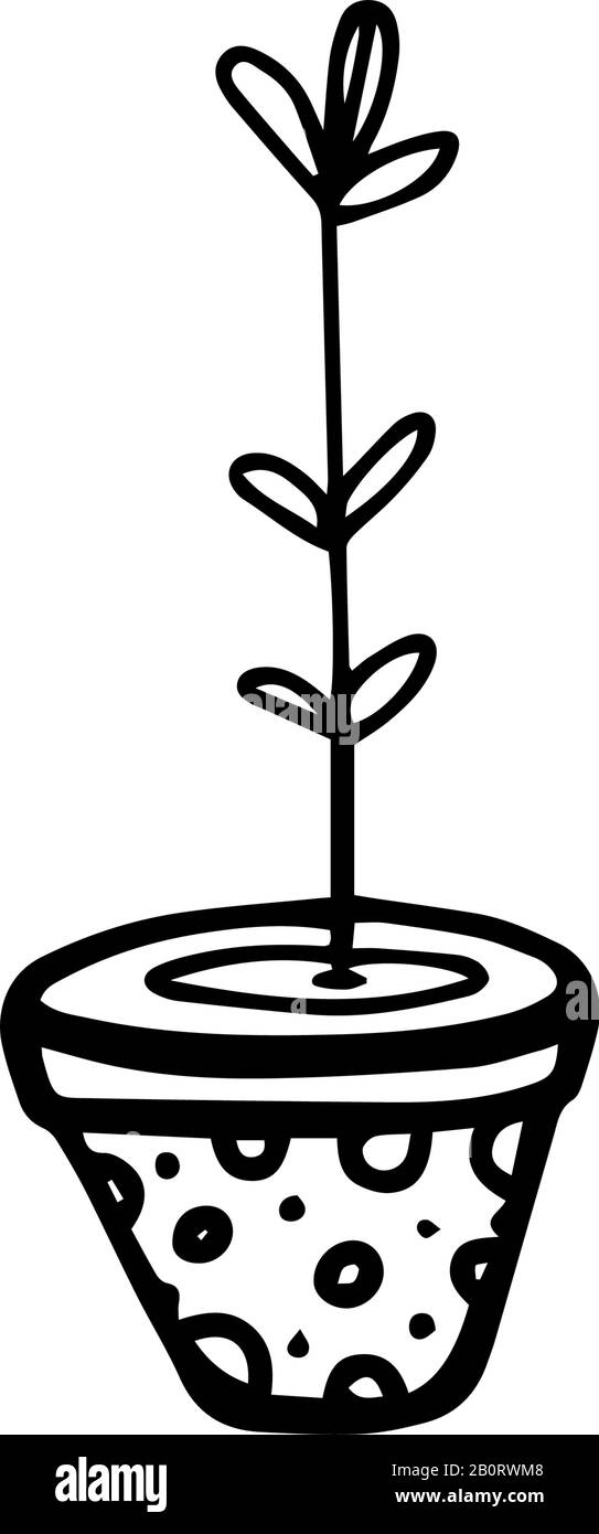 Giovani pianta in stile doodle disegnato a mano isolato su sfondo bianco. Illustrazione dello stock del contorno del vettore. Illustrazione Vettoriale