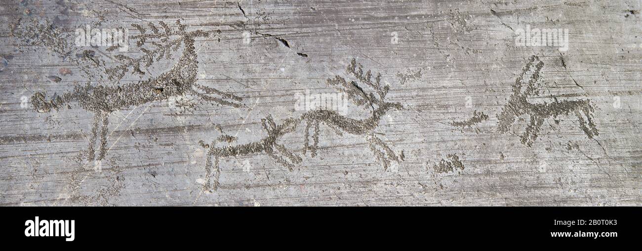 Petroglyph, scultura in roccia, di cervi inseguiti da un cane in una scena di caccia Scolpita dagli antichi Camunni nell'età del ferro tra il 1000-1600 a.C. Foto Stock