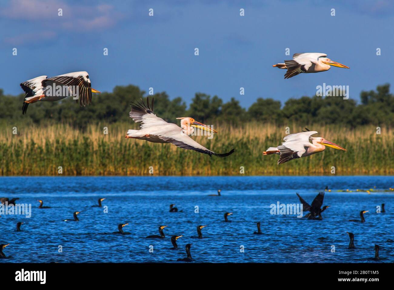 Pellicano bianco orientale (Pelecanus onocromalus), in volo e nuoto cormorani, Romania, Delta del Danubio Foto Stock