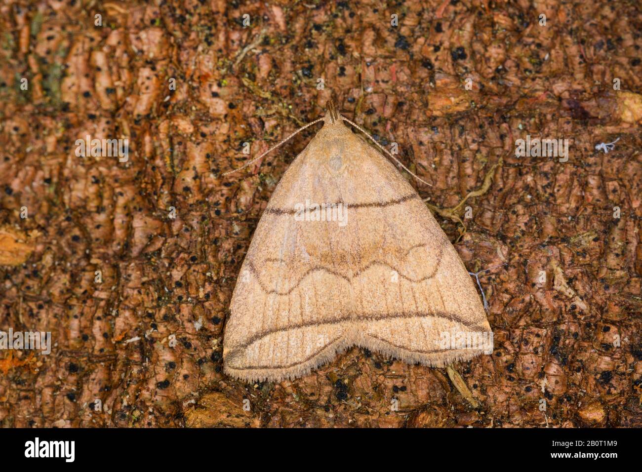 Piccolo Fan-foot (Herminia grisealis, Zanclognatha nemoralis), si trova sulla corteccia, Germania Foto Stock