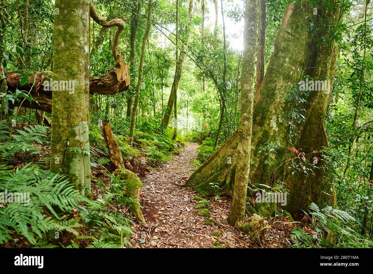 Percorso in una foresta pluviale, Australia, Queensland, Lamington National Park Foto Stock