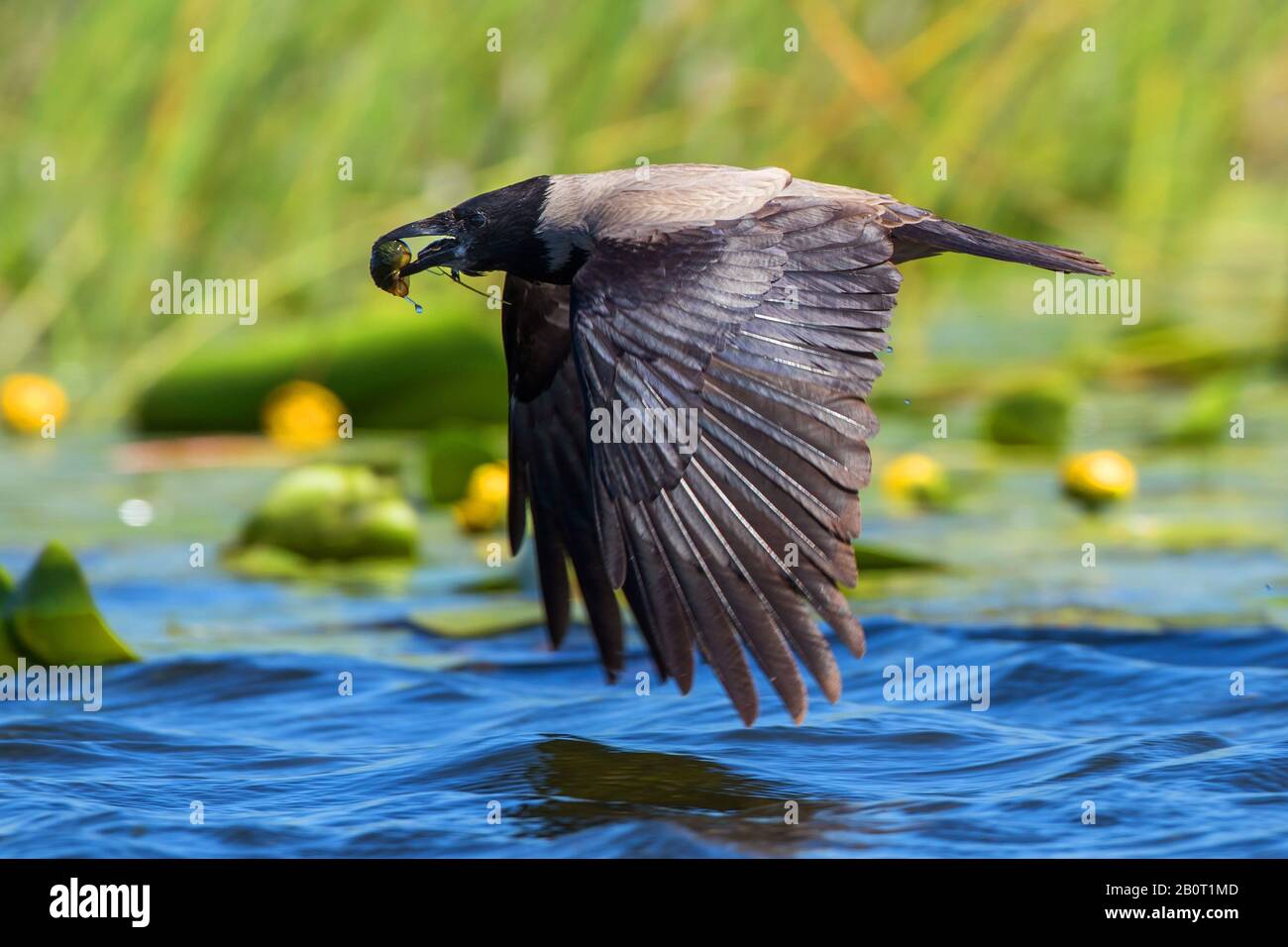 Corniolo con cappuccio (Corvus corone cornix, Corvus cornix), in volo con preda nel disegno di legge, Romania, Delta del Danubio Foto Stock
