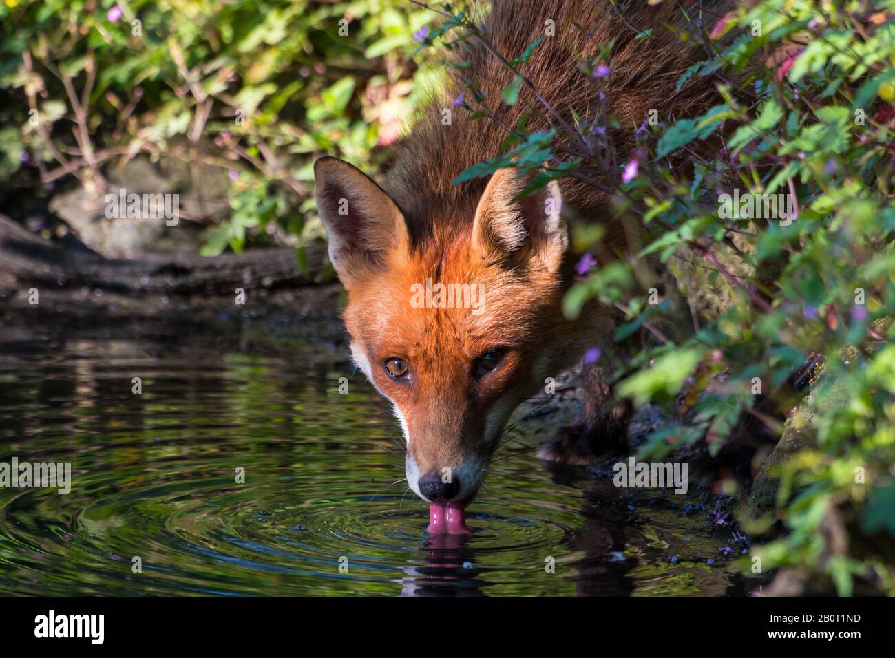 Volpe rossa (Vulpes vulpes), bevande da un torrente nella foresta, Svizzera, San Gallo Foto Stock