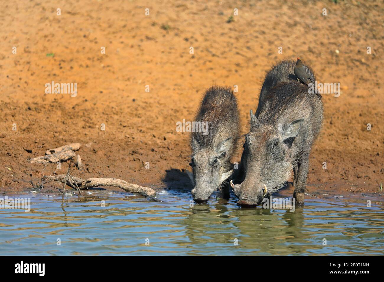 Warthog comune, savana warthog (Phacochoerus africanus), madre e bambino che bevono insieme in un luogo d'acqua, osspecker rosso-fatturato che foraging su un warthog, Sudafrica, KwaZulu-Natal, Mkhuze Game Reserve Foto Stock