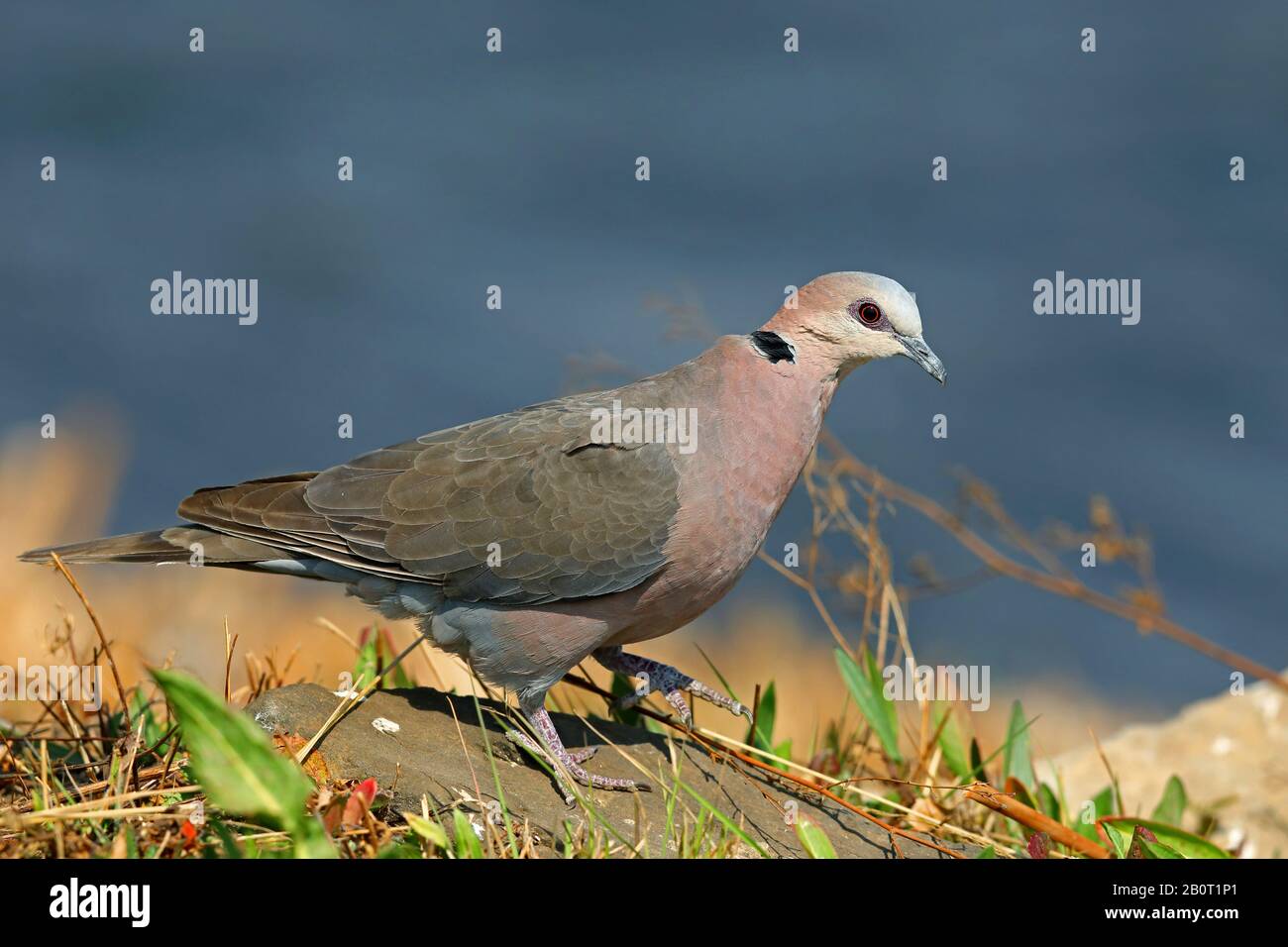 Colomba con occhi rossi (Streptopelia semitorquata), seduta sul lungomare, Sud Africa, Santuario degli uccelli di Marievale Foto Stock