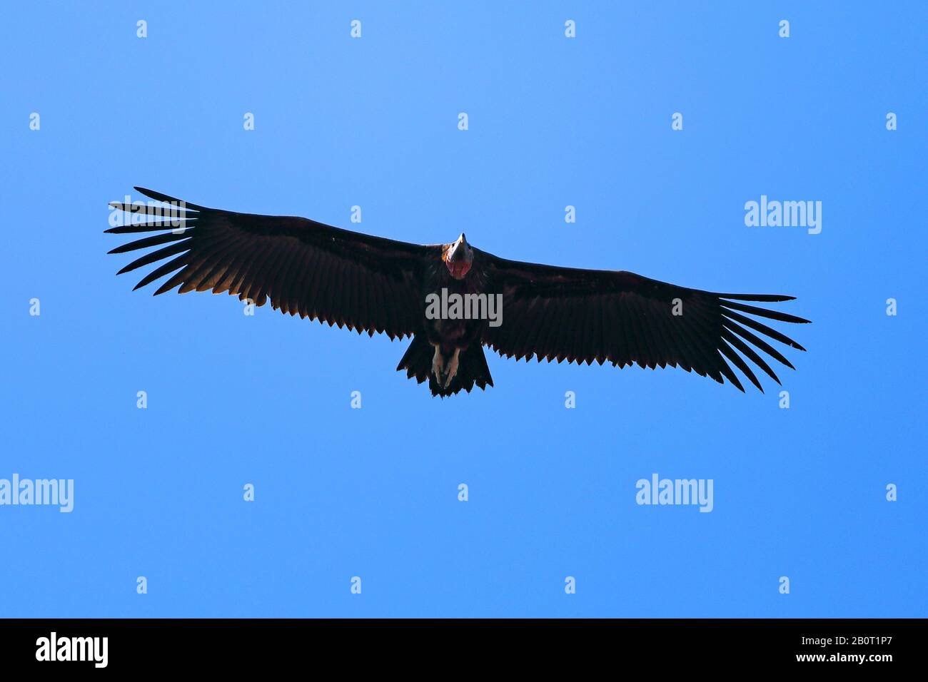 Avvoltoio a faccia lappata (Aegypius tracheliotus, Torgos tracheliotus), in volo, Sud Africa, Parco Nazionale Krueger Foto Stock