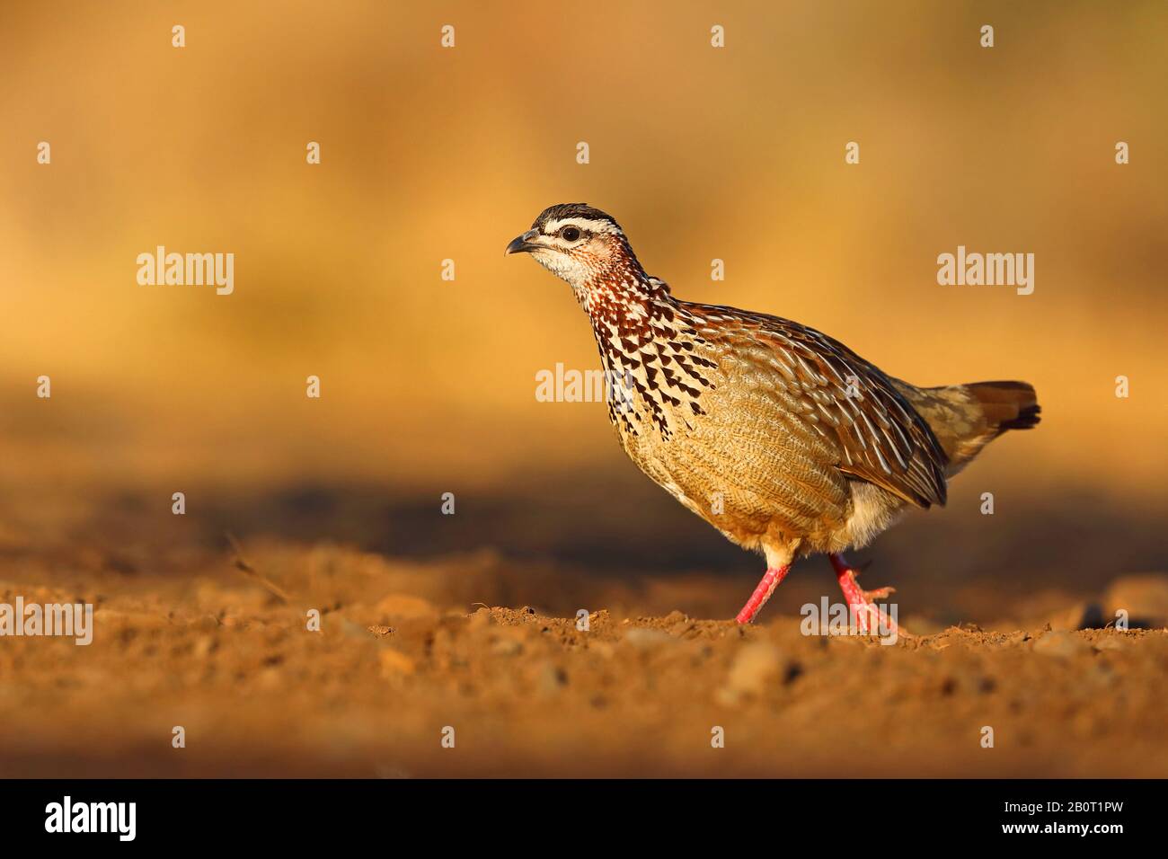 Crested francolin (Francolinus sephaena), camminare, vista laterale, Sud Africa, KwaZulu-Natal, Zimanga Game Reserve Foto Stock