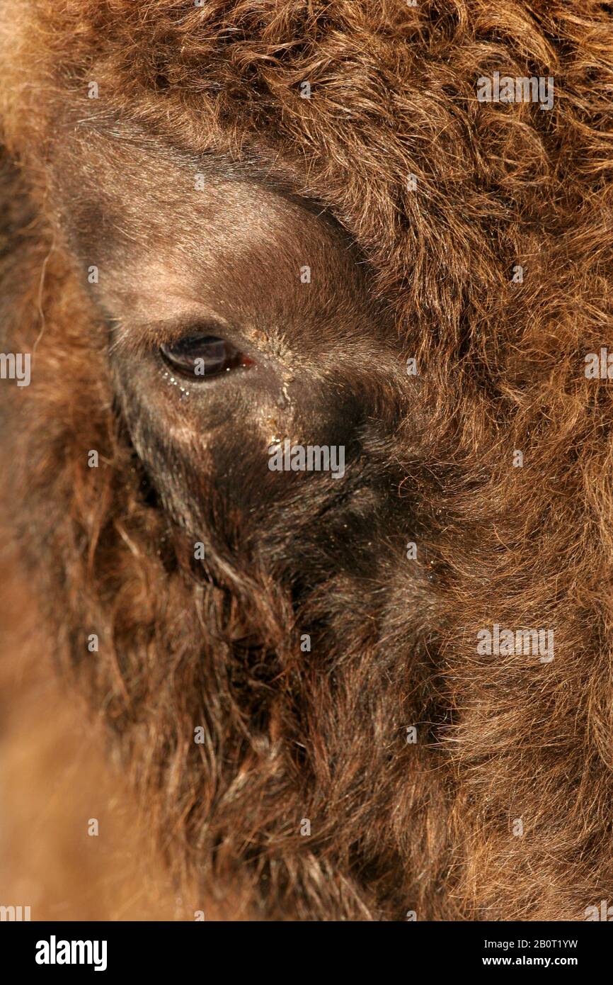 Bisonte europeo, bisonte (Bison bonasus), occhio, Polonia, Parco Nazionale di Bialowieza Foto Stock