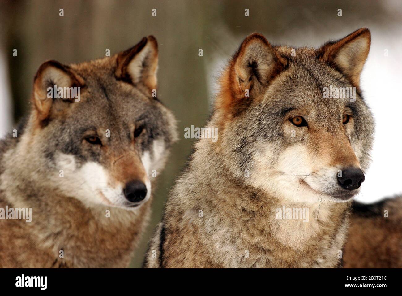 Lupo grigio europeo (Canis lupus lupus), ritratto di due lupi, Polonia, Parco Nazionale di Bialowieza Foto Stock