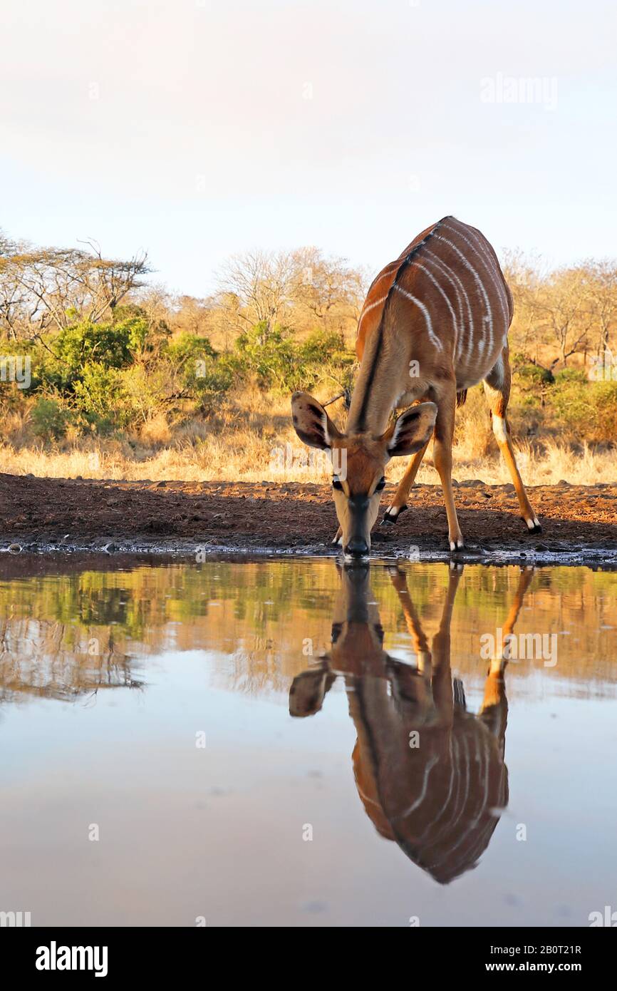 Nyala (Tragelaphus angasi), femmina che beve in un buco d'acqua, immagine speculare, Sud Africa, KwaZulu-Natal, Zimanga Game Reserve Foto Stock