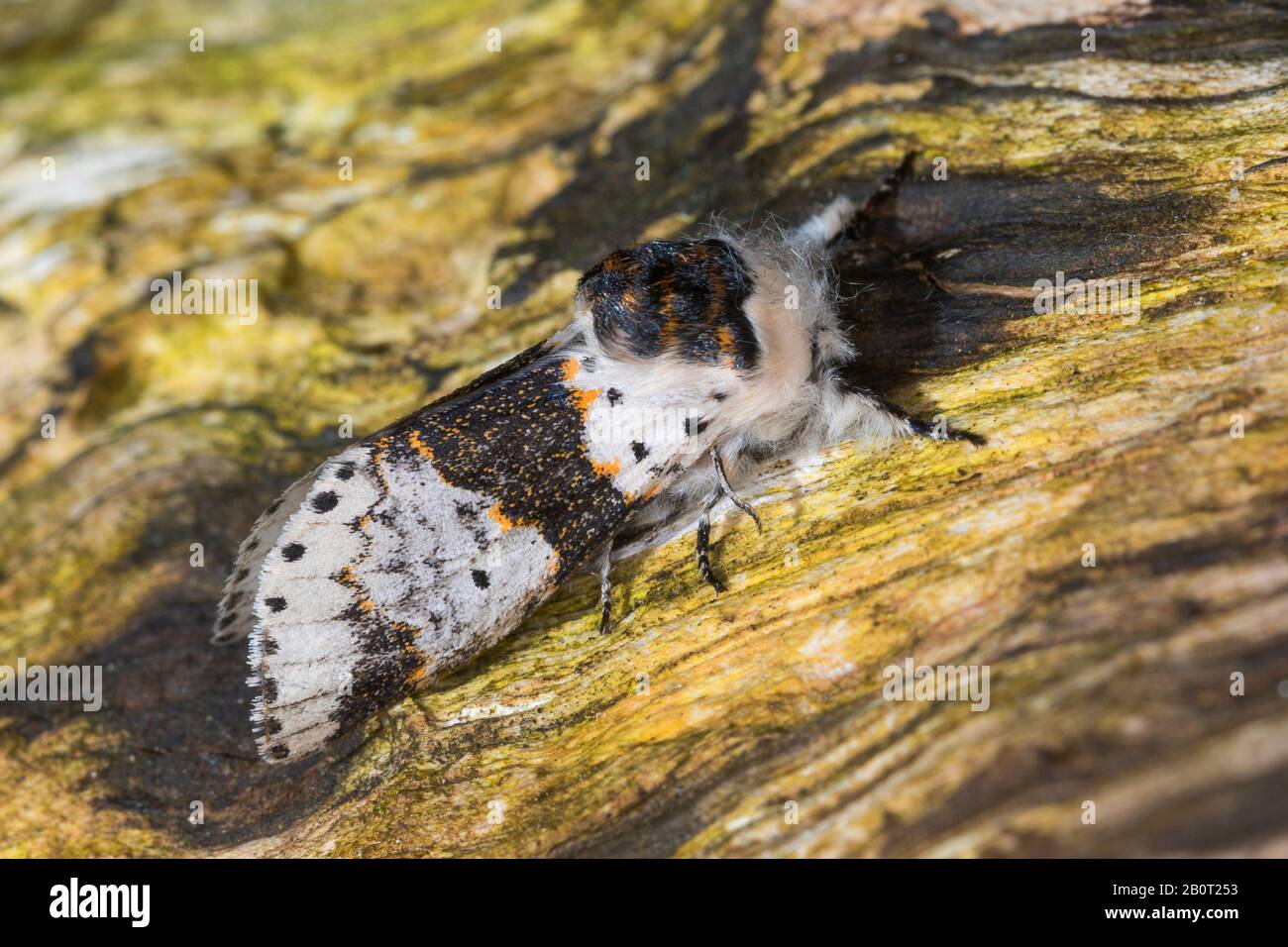 Gattino di ontano (Furcula bicuspis, Cerura bicuspis, Harpia bicuspis), si trova su legno, Germania Foto Stock