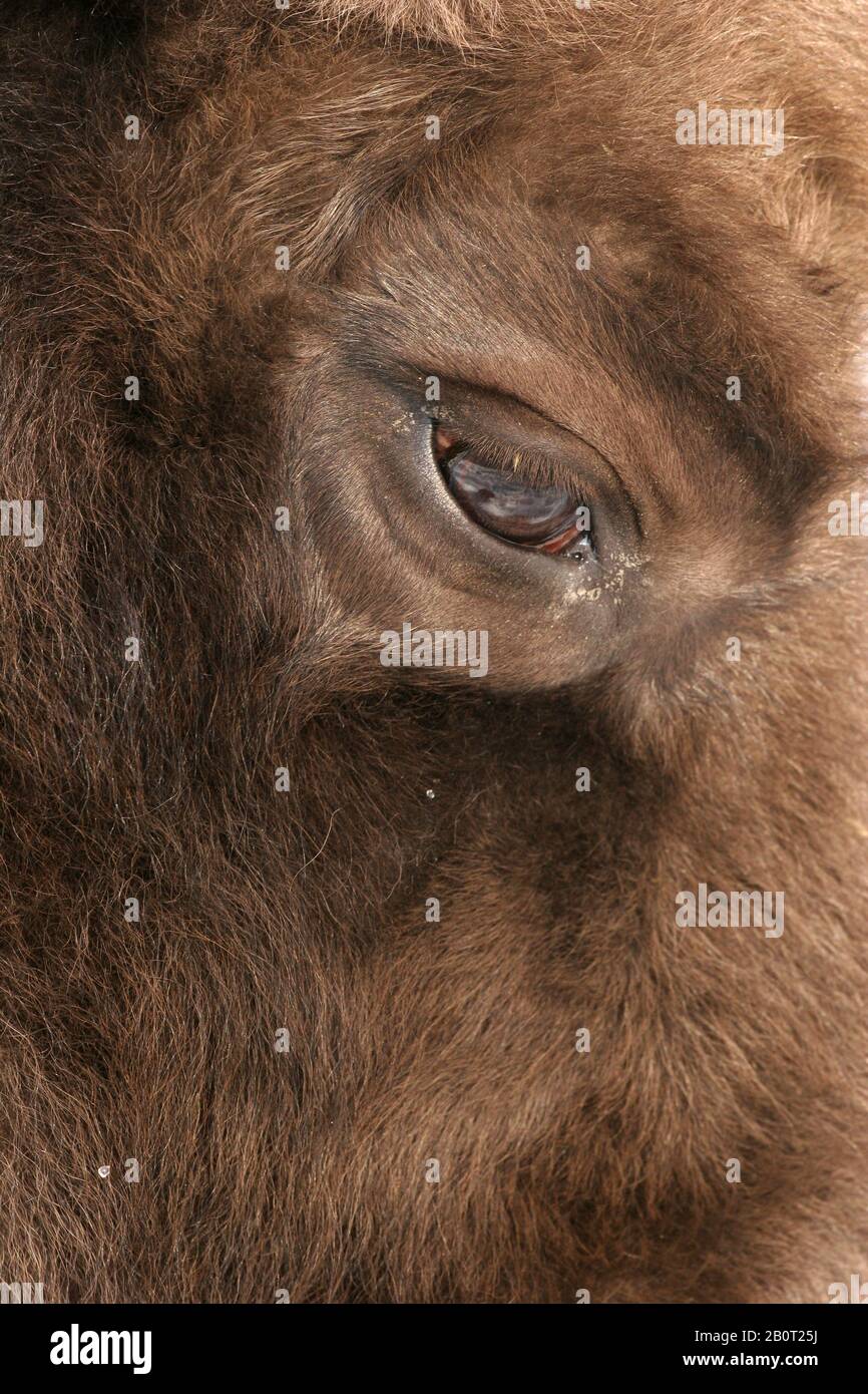 Bisonte europeo, bisonte (Bison bonasus), occhio, Polonia, Parco Nazionale di Bialowieza Foto Stock