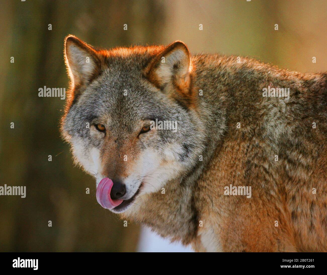 Lupo grigio europeo (Canis lupus lupus), ritratto con lingua leccata, Polonia, Parco Nazionale di Bialowieza Foto Stock