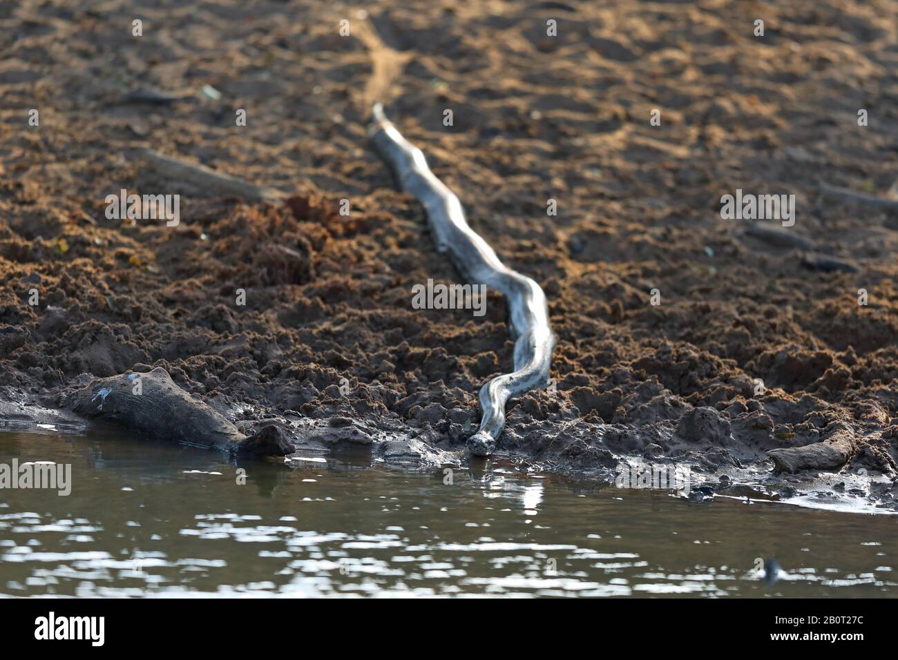 Appena skinned Python avvolgimento in acqua. Vista frontale, Sud Africa, KwaZulu-Natal, Mkhuze Game Reserve Foto Stock