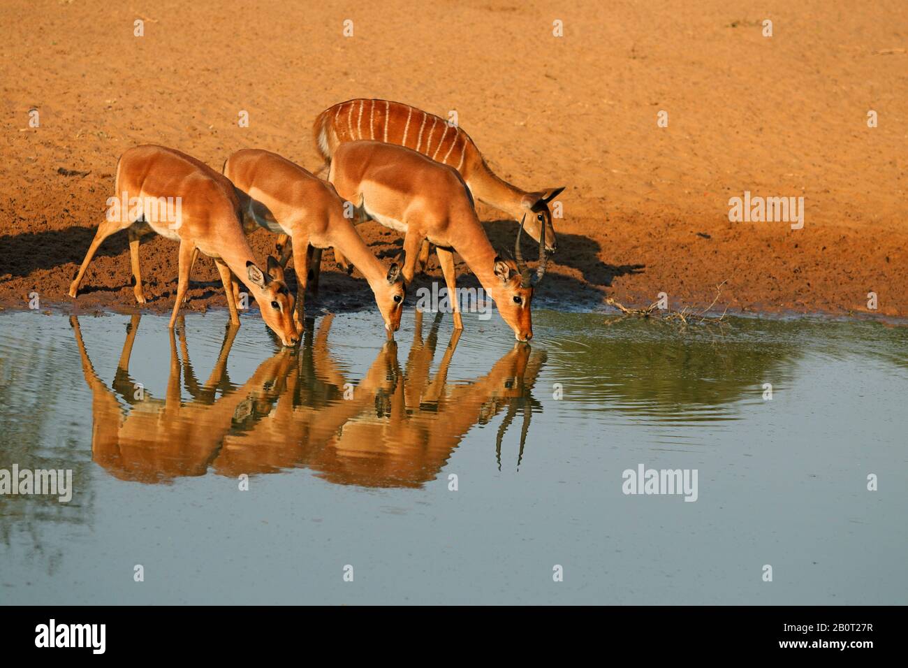 Impala (Aepyceros melampus), tre femmine che bevono insieme a una femmina nyala al Water Place, Reflection, Sudafrica, KwaZulu-Natal, Mkhuze Game Reserve Foto Stock