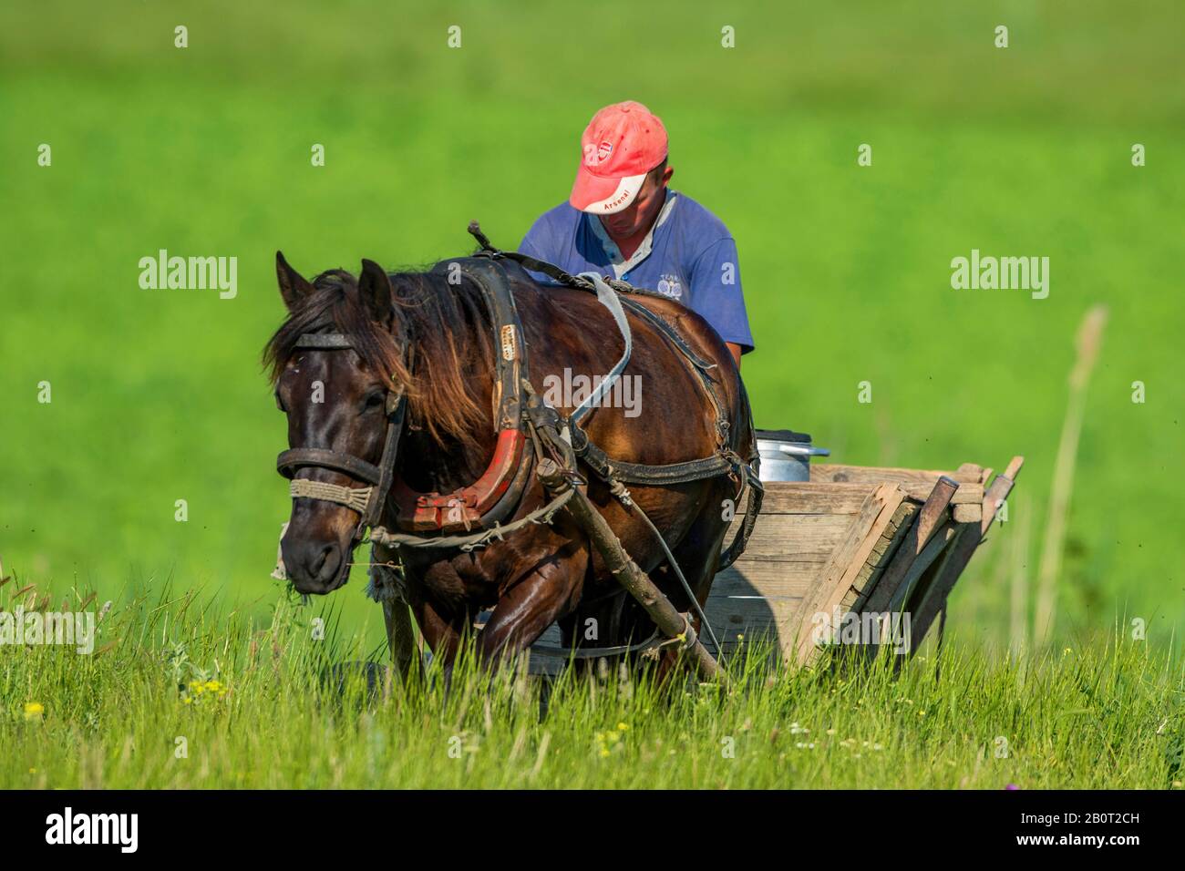 Cavallo nazionale (Equus przewalskii F. caballus), veicolo trainato da cavalli, Romania, Delta del Danubio Foto Stock