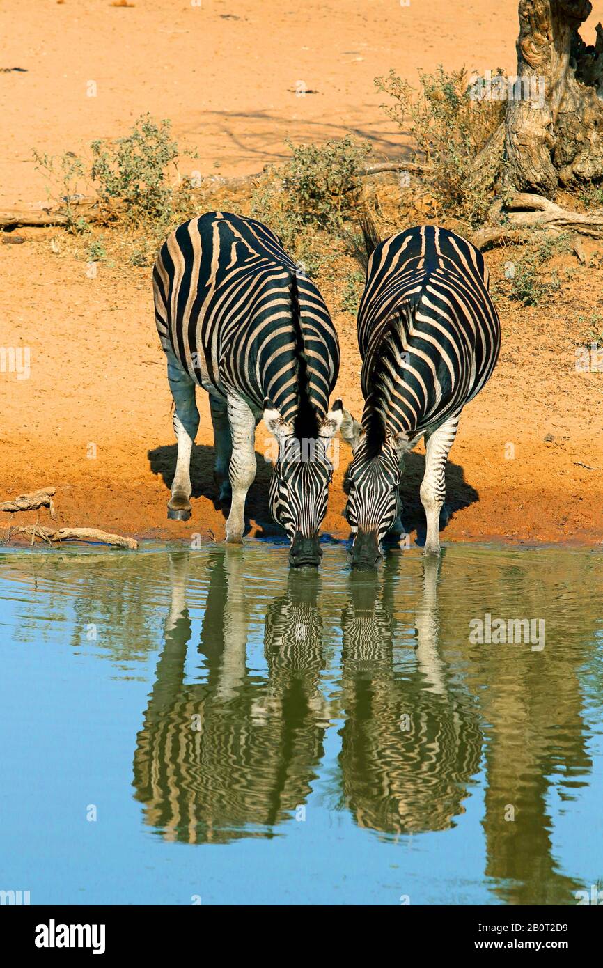 Zebra comune (Equus quagga), coppia bevendo in un luogo d'acqua, vista frontale, Sud Africa, KwaZulu-Natal, Mkhuze Game Reserve Foto Stock