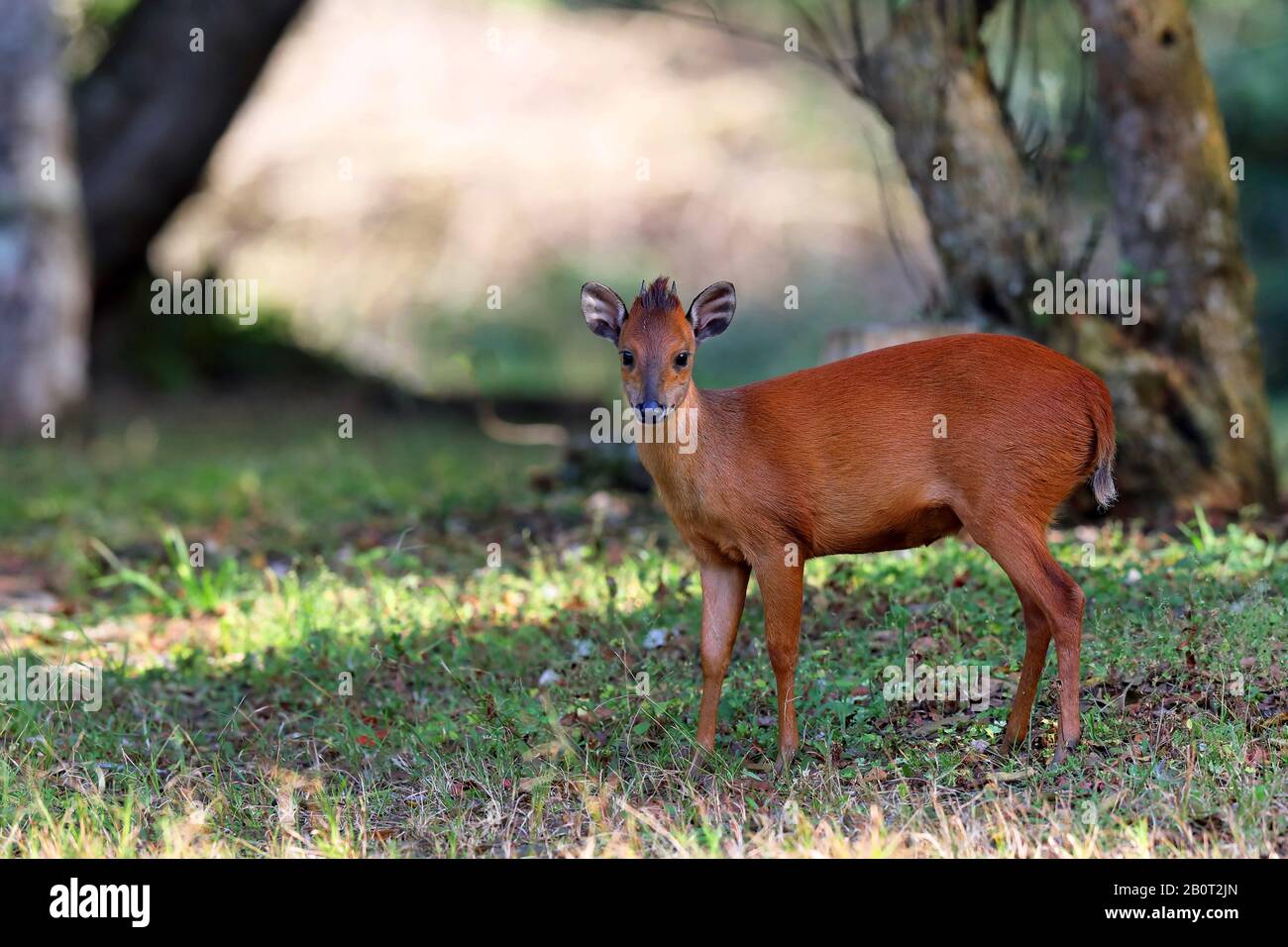 Duiker foresta rossa (Cephalophus natalensis), in piedi in un prato ai margini di una foresta, vista laterale, Sud Africa, Kwazulu-Natal, Parco Nazionale iSimangaliso Foto Stock
