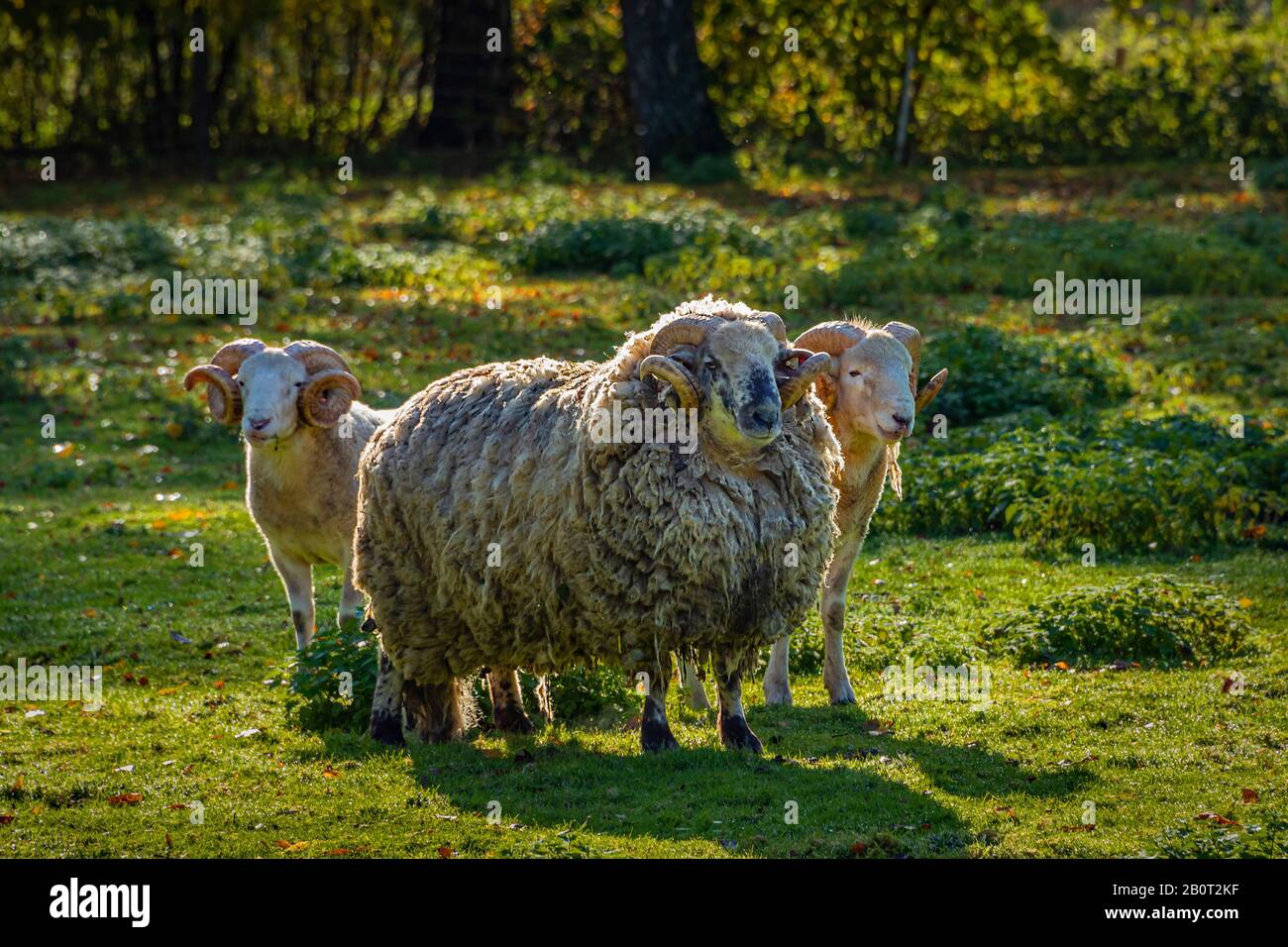 Pecore domestiche (Ovis ammon F. aries), pecore cornuta in un prato, Germania, Renania settentrionale-Vestfalia Foto Stock