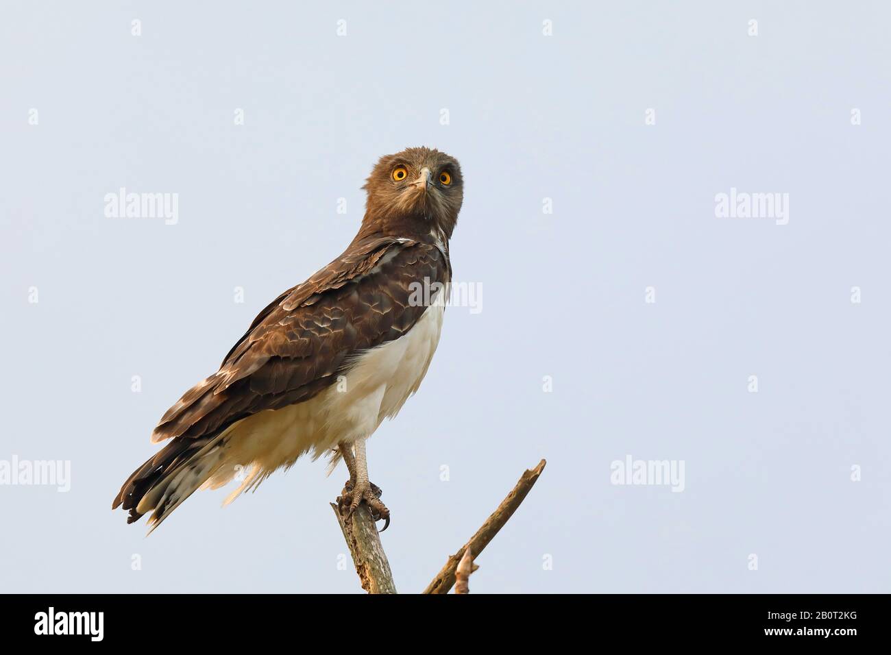Aquila di serpente orata nera (Circaetus pectoralis), seduta su un albero, Sudafrica, KwaZulu-Natal, Parco Nazionale di iSimangaliso Foto Stock