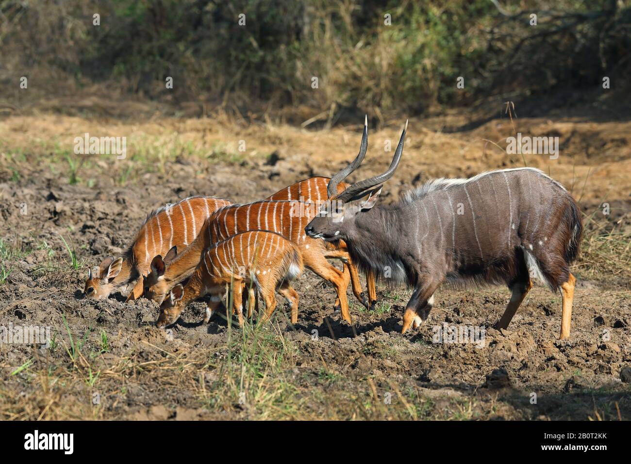 Nyala (Tragelaphus angasi), famiglia animale che foraging, vista laterale, Sudafrica, KwaZulu-Natal, Mkhuze Game Reserve Foto Stock